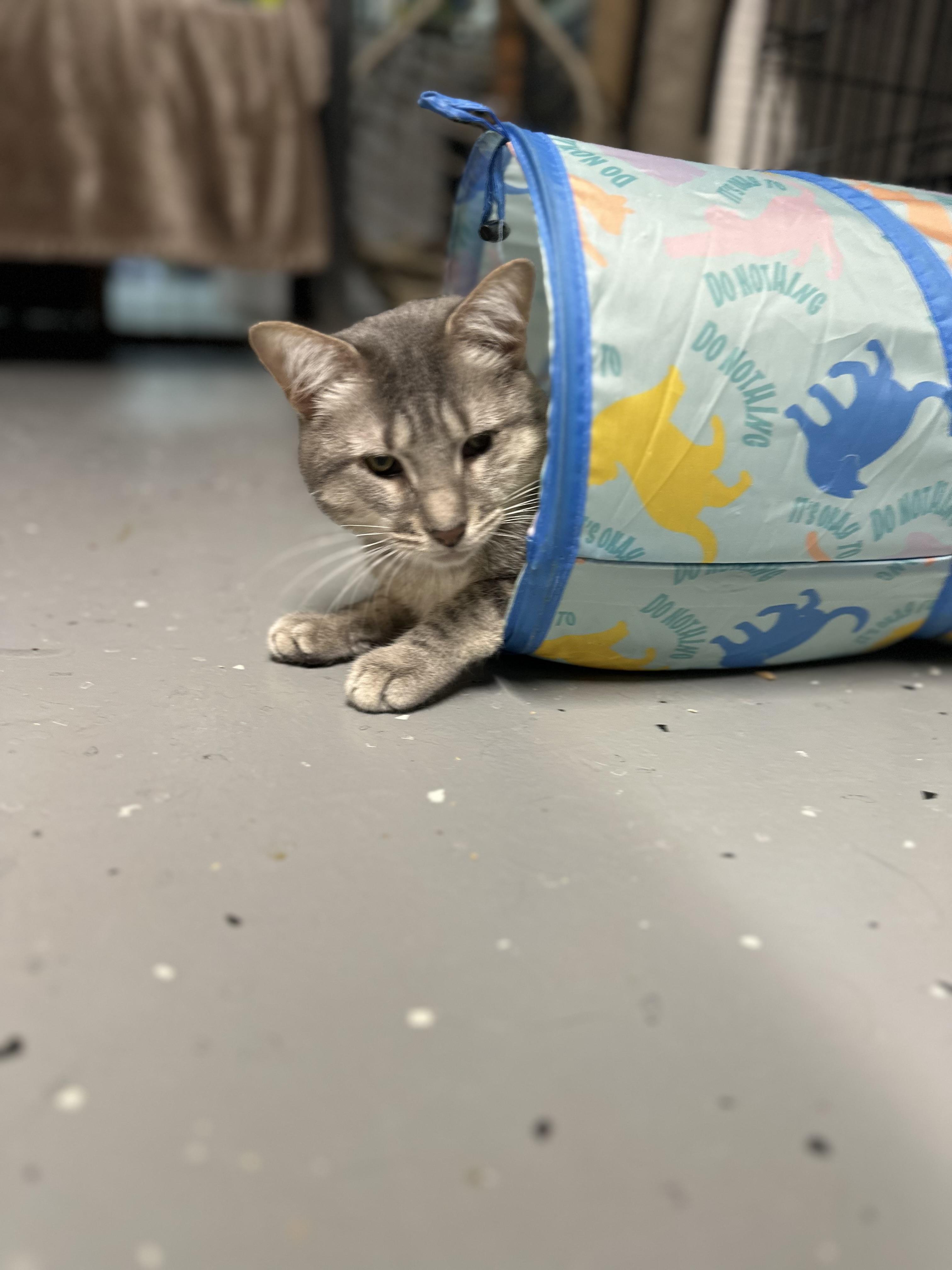 Wiggles, a Adoptable Domestic Short Hair in North East, MD image 1/3