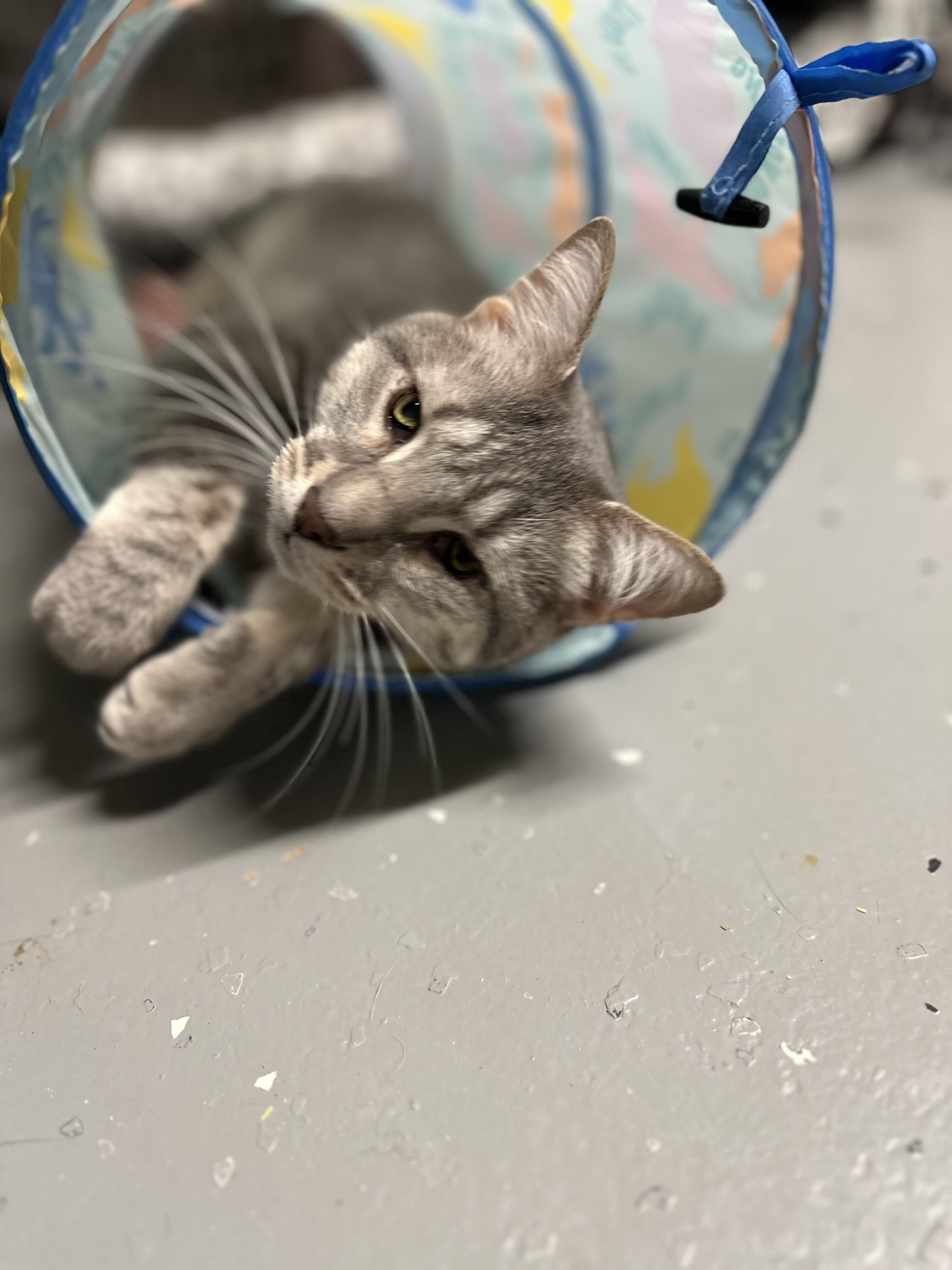 Wiggles, a Adoptable Domestic Short Hair in North East, MD image 2/3