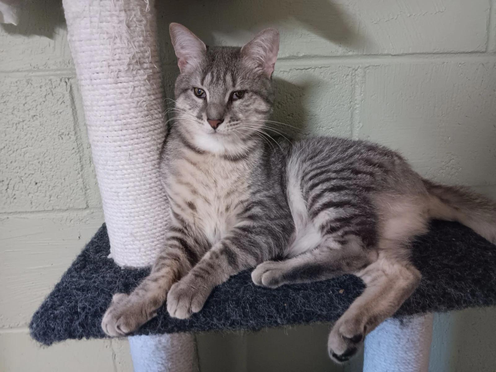 Wiggles, a Adoptable Domestic Short Hair in North East, MD image 3/3