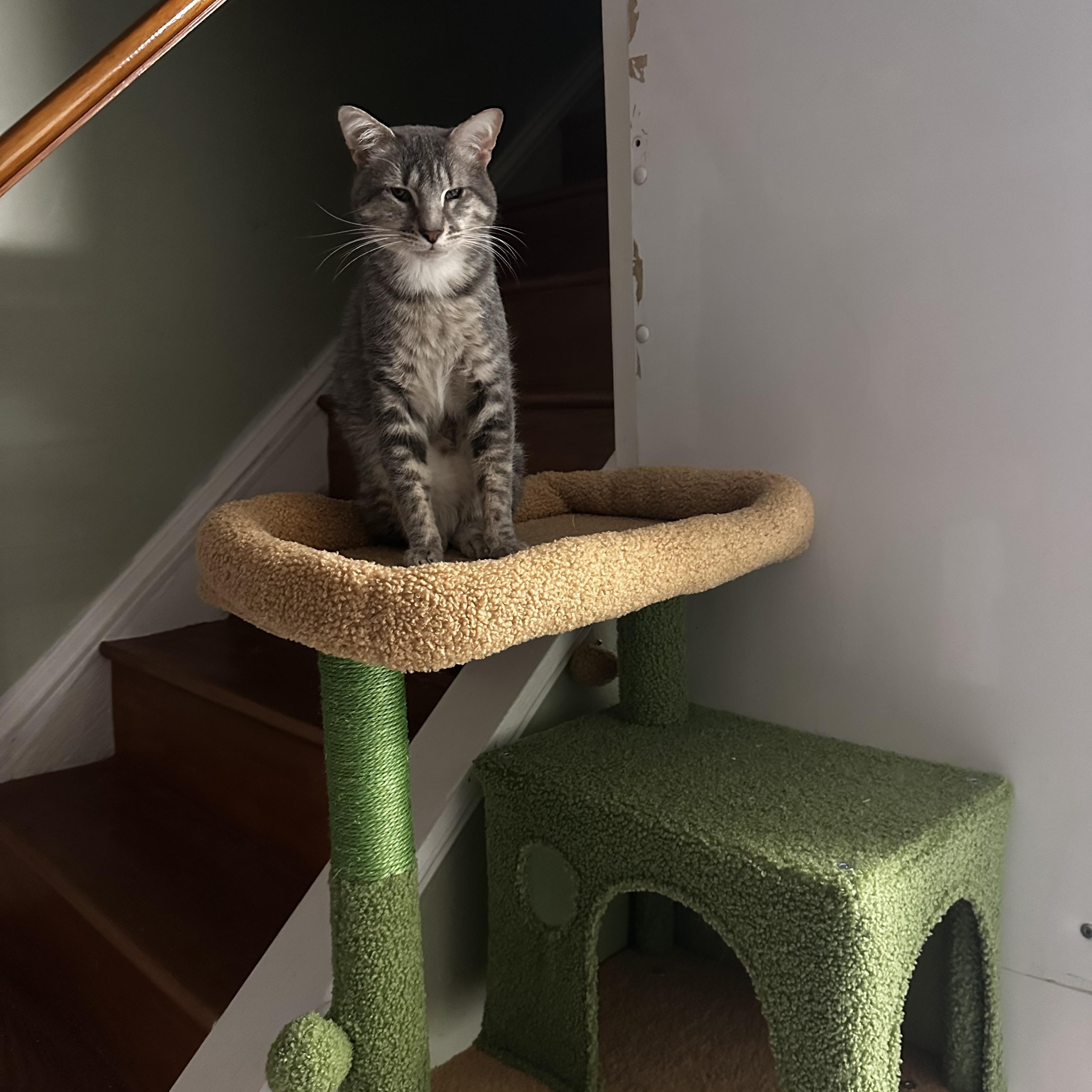 Enlarge Wiggles, a Adoptable Domestic Short Hair in North East, MD image 5/5