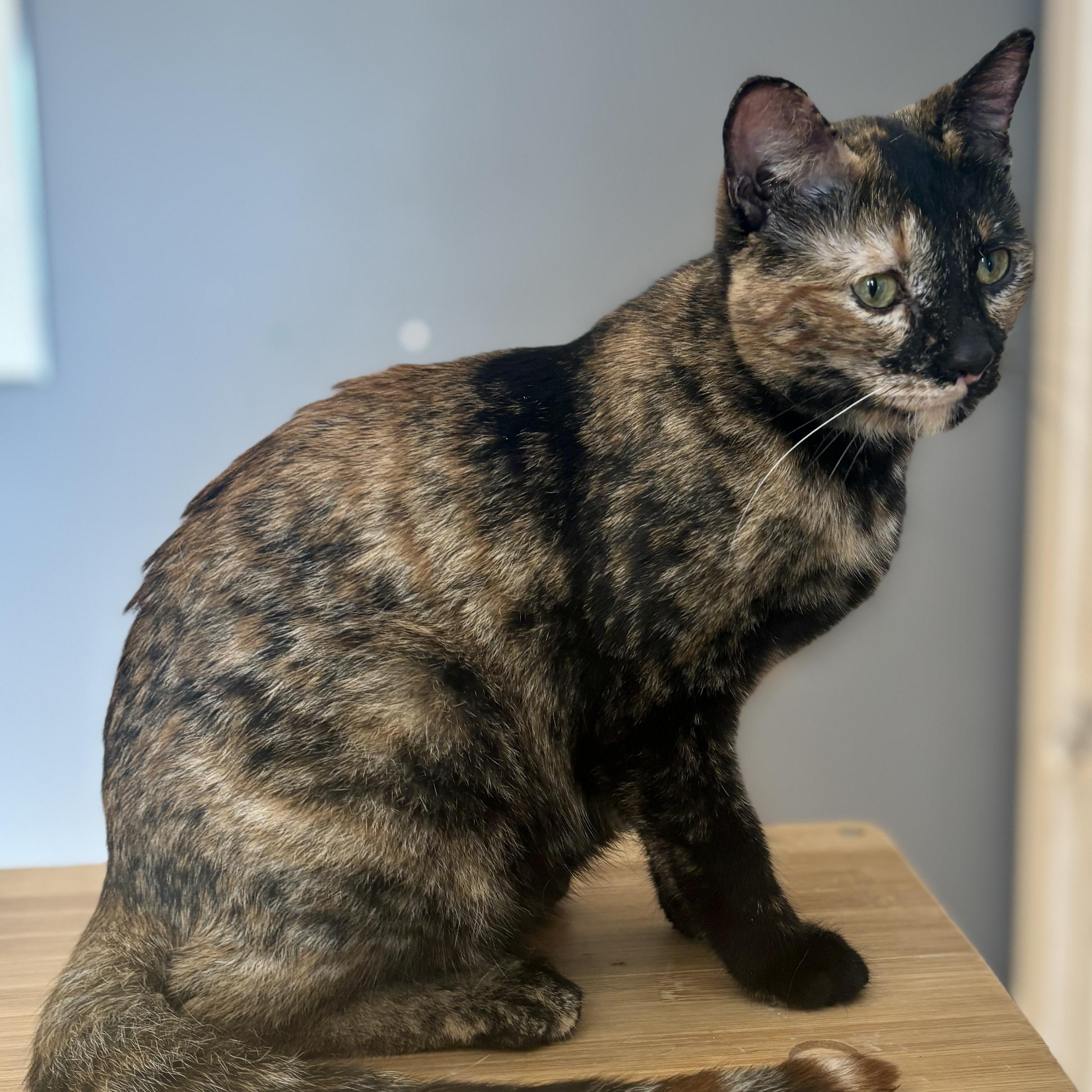 Enlarge UNIQUE, an adoptable Tortoiseshell in Shakespeare, ON image 1/1