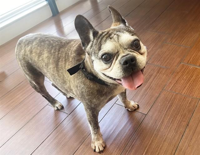 Enlarge STRAY NOT AVAILABLE, a Adoptable French Bulldog in Fort Lauderdale, FL image 1/1