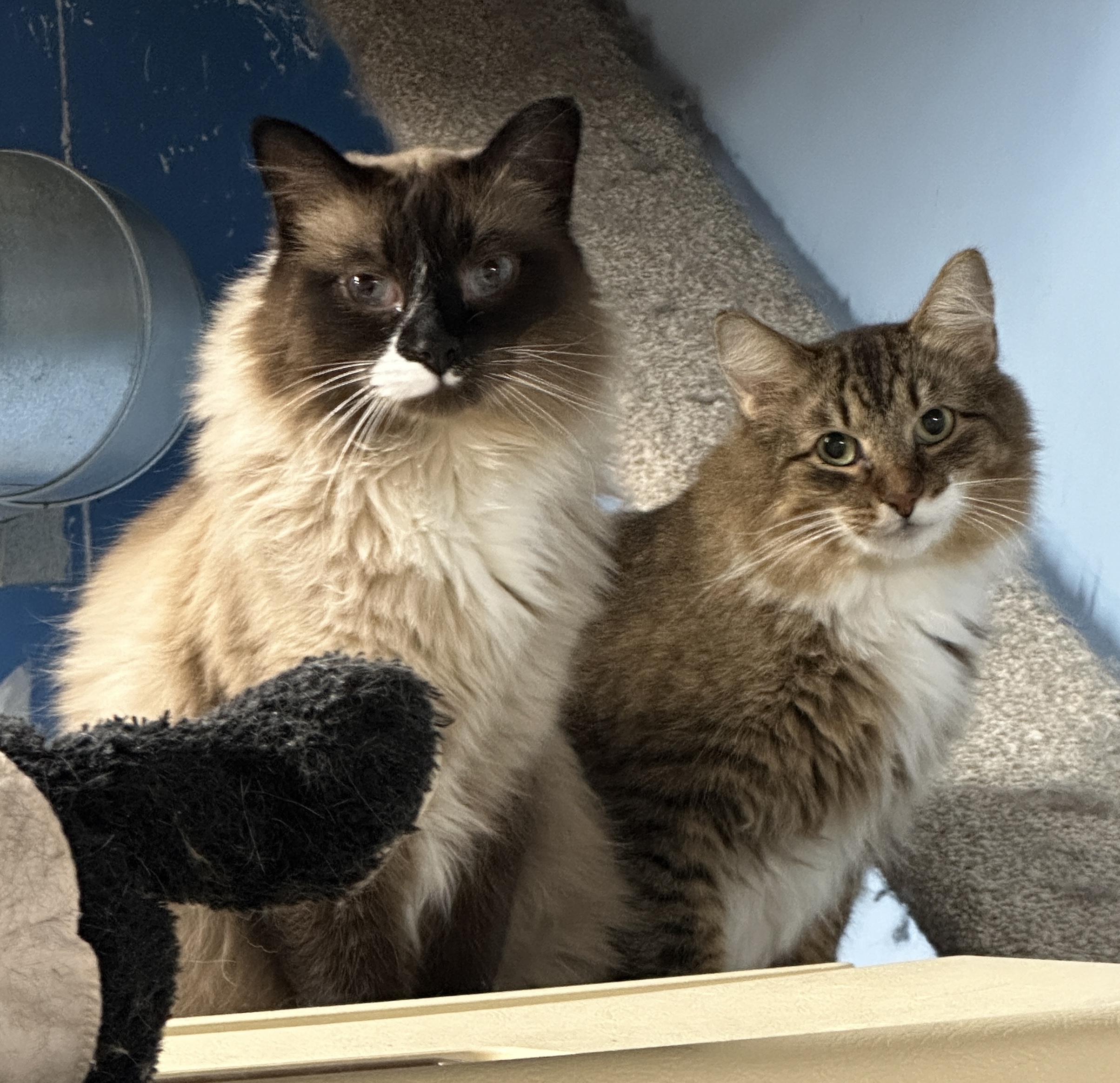 Copper -VERY Shy, a Adoptable mixed breed in Anchorage, AK image 5/6