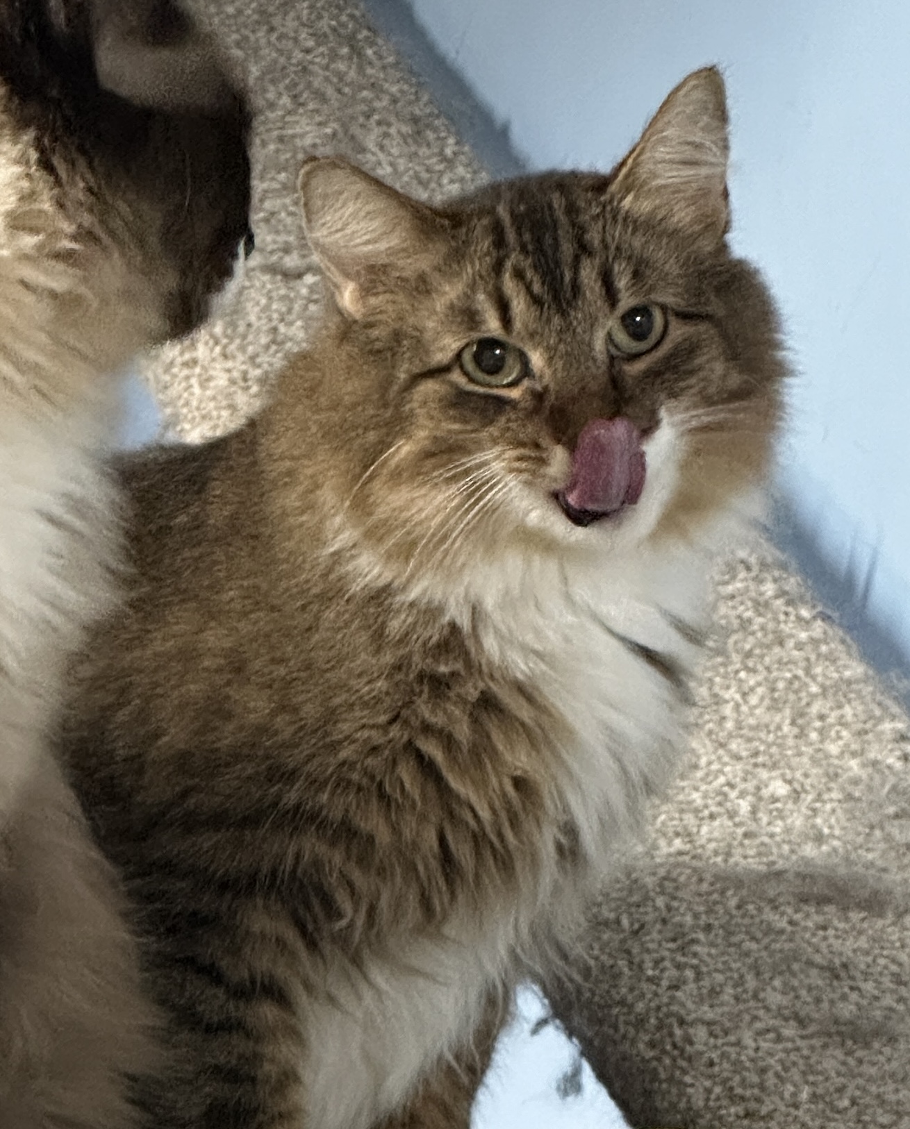 Copper -VERY Shy, a Adoptable mixed breed in Anchorage, AK image 4/6