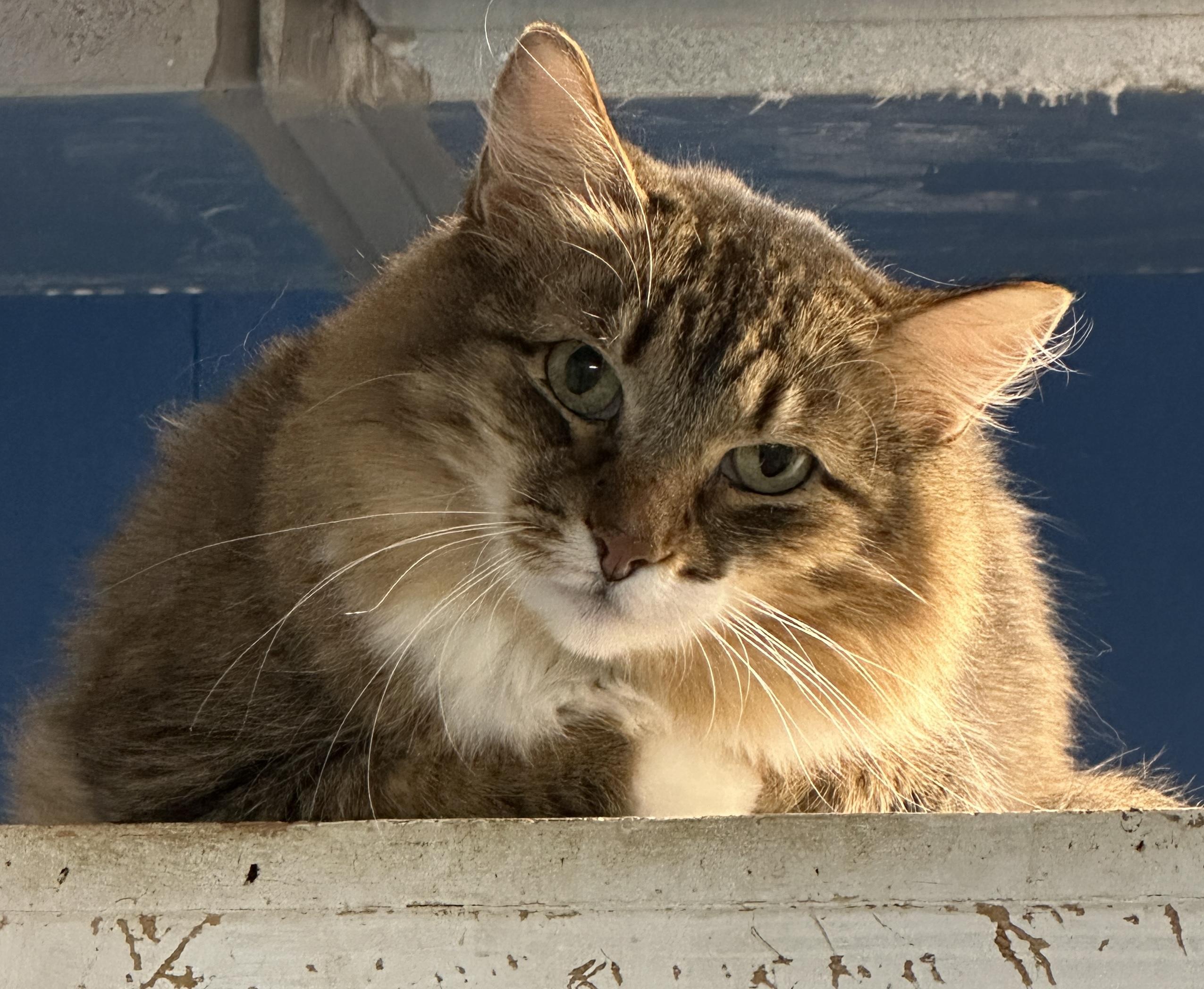 Copper -VERY Shy, a Adoptable mixed breed in Anchorage, AK image 3/6