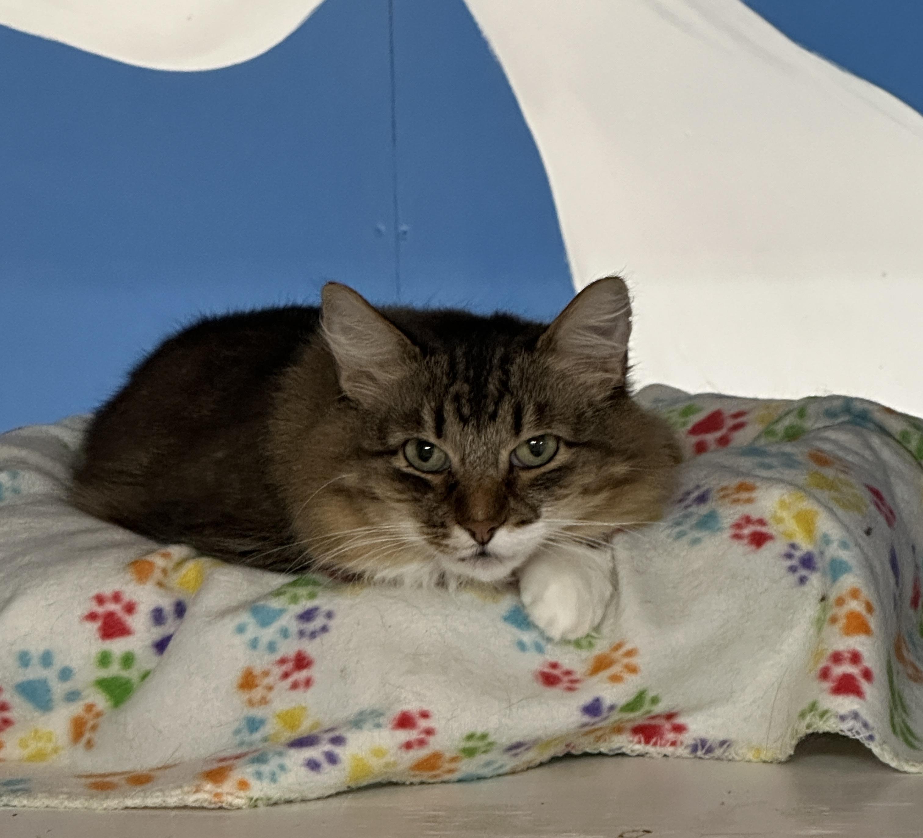 Copper -VERY Shy, a Adoptable mixed breed in Anchorage, AK image 2/6