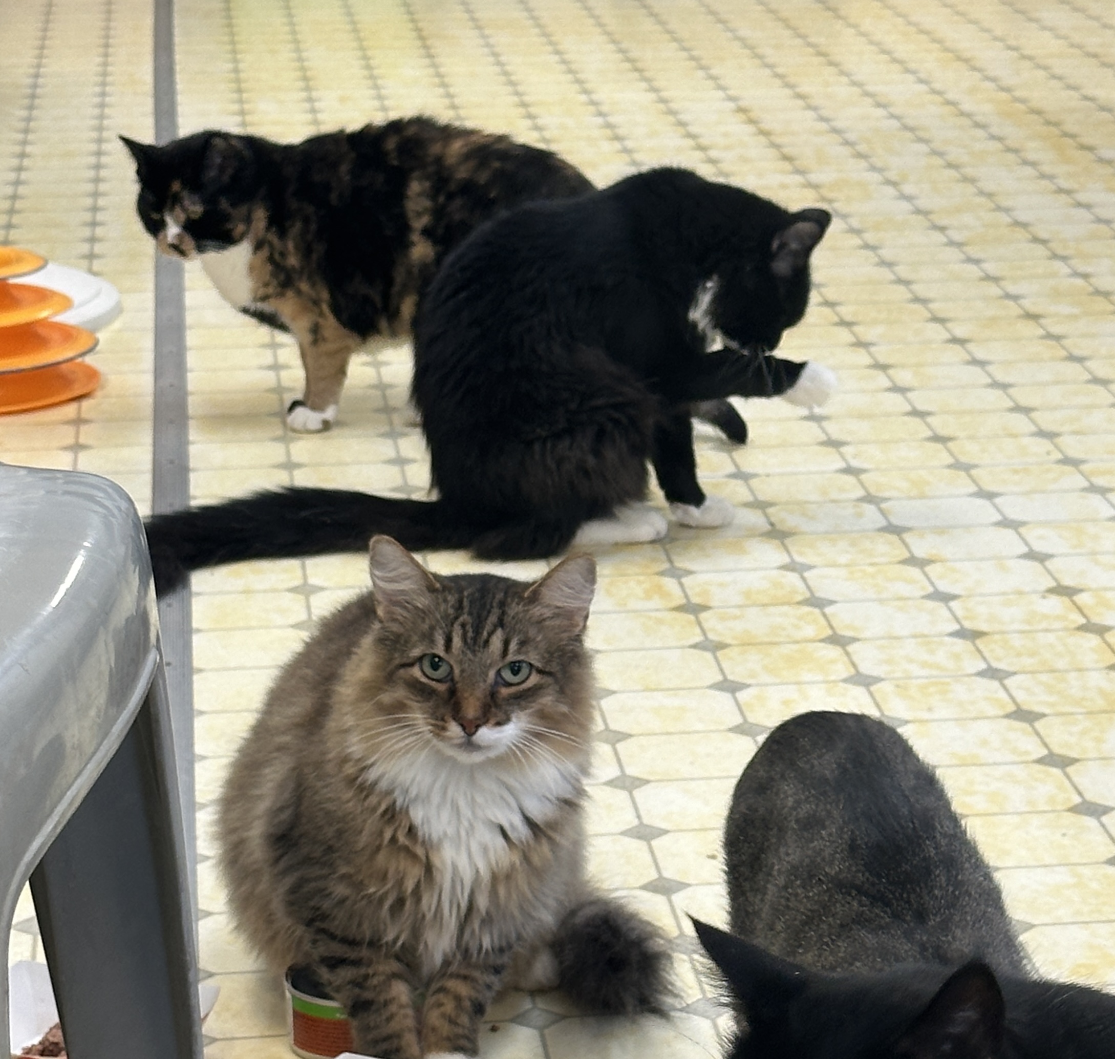 Copper -VERY Shy, a Adoptable mixed breed in Anchorage, AK image 6/6