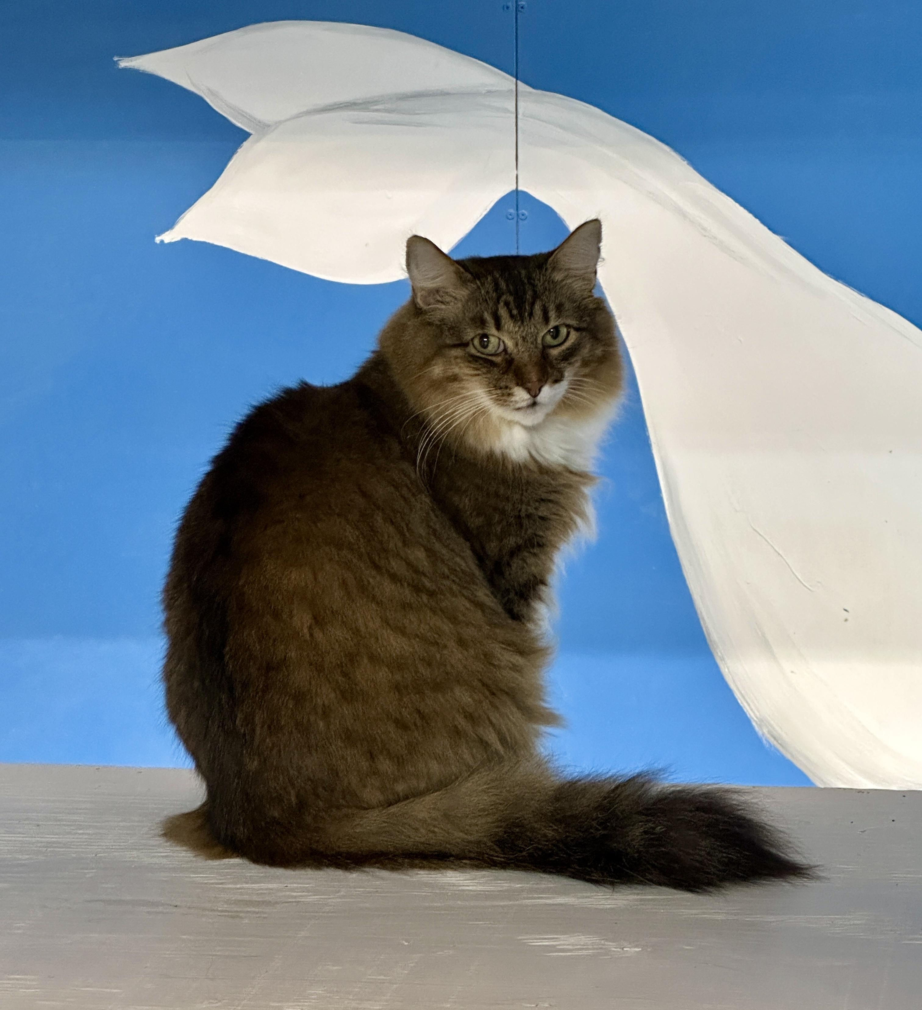 Copper -VERY Shy, Adoptable, Adult Male Domestic Medium Hair.