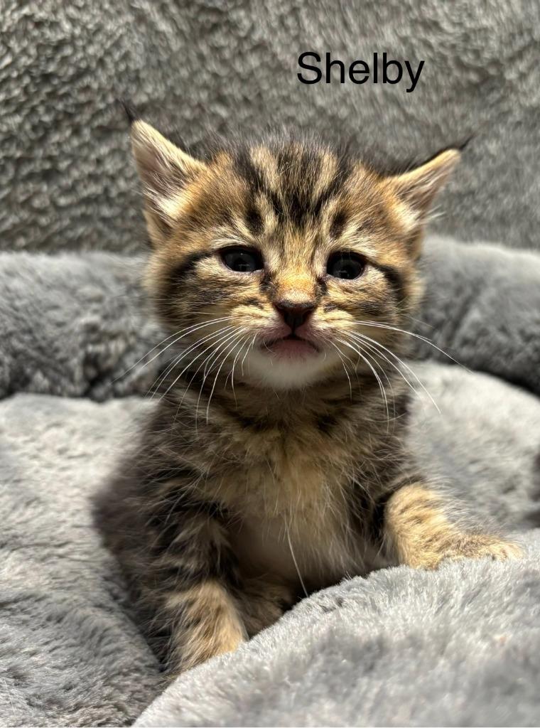 Shelby, Adoptable, Kitten Female Domestic Short Hair.