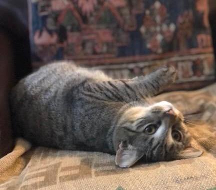 Enlarge Diana, a ADOPTABLE mixed breed in Jamaica Plain, MA image 1/4