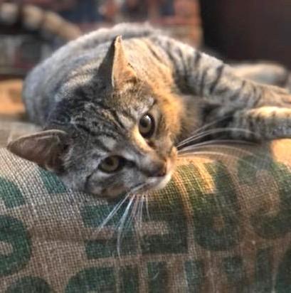 Enlarge Diana, a ADOPTABLE mixed breed in Jamaica Plain, MA image 3/4