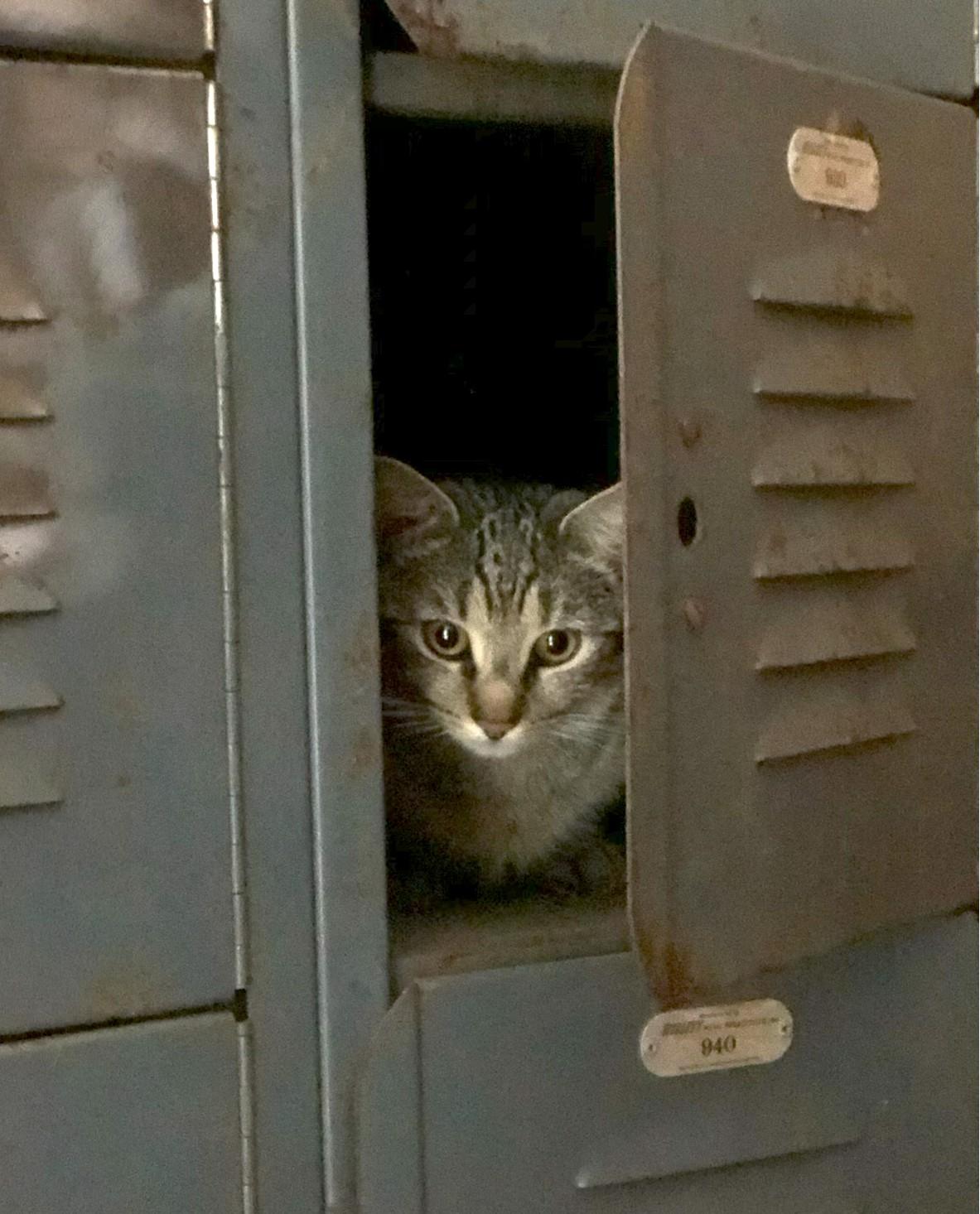 Enlarge Diana, a ADOPTABLE mixed breed in Jamaica Plain, MA image 4/4