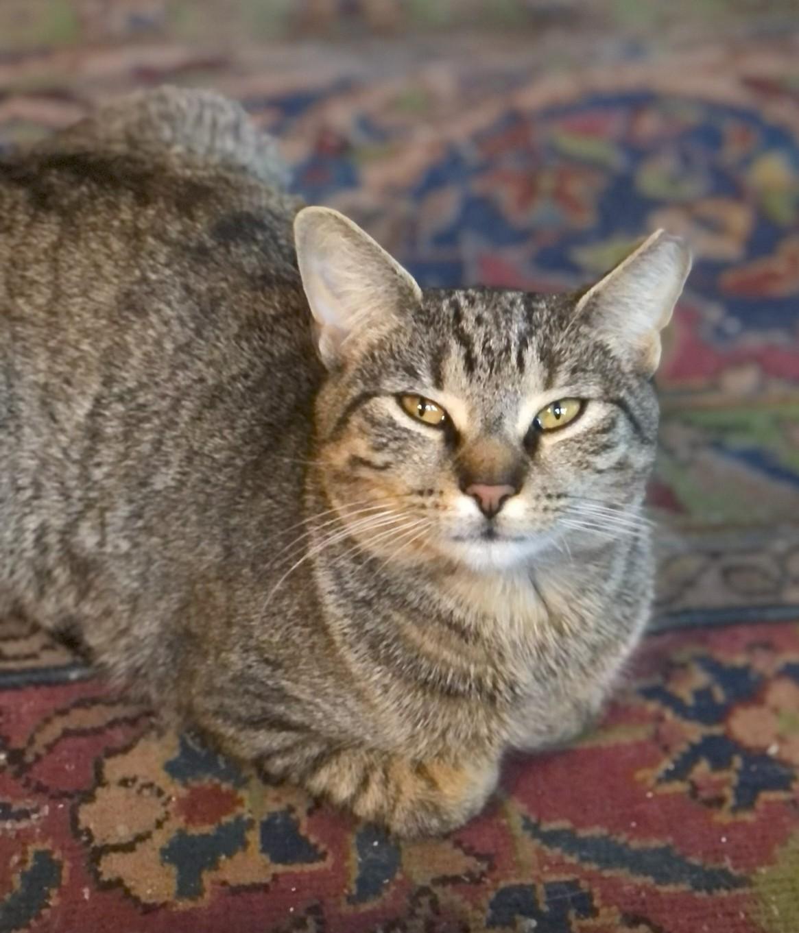 Enlarge Diana, a ADOPTABLE mixed breed in Jamaica Plain, MA image 2/4