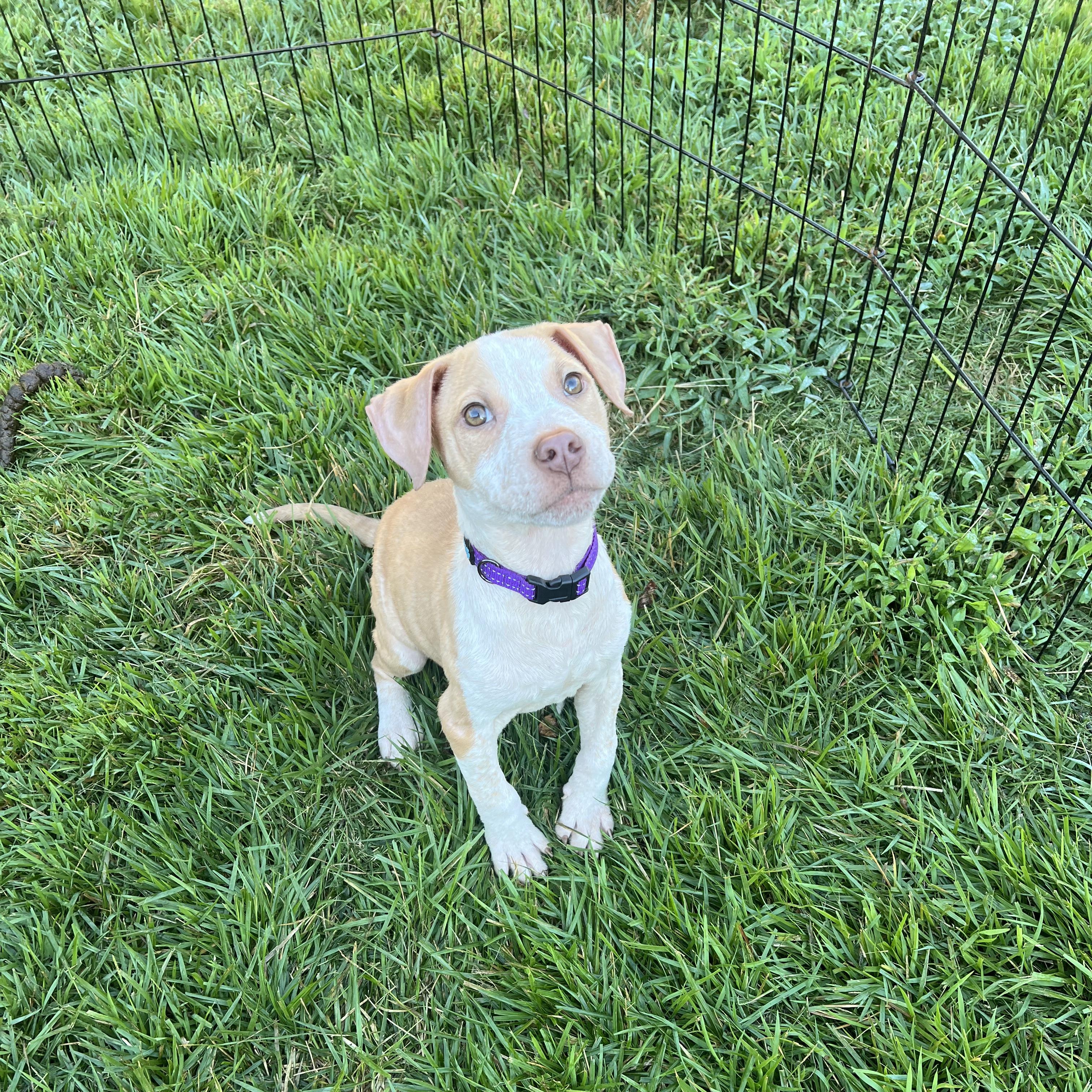 Charlie, Adopted, Puppy Male Beagle.