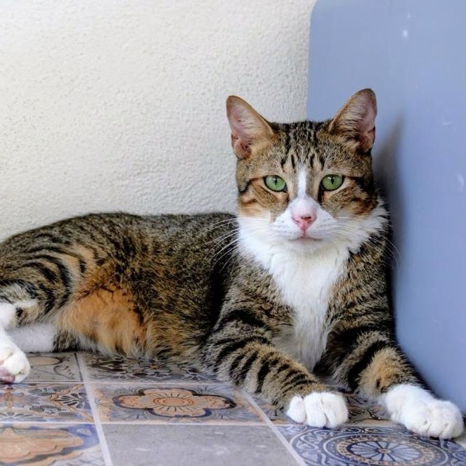Rocky Furrboa, adopted, Adult Male Domestic Short Hair.