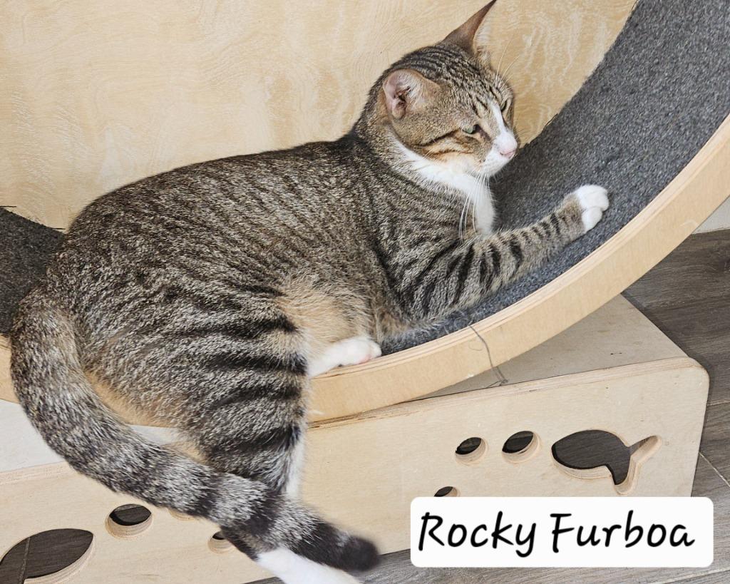 Rocky Furrboa, an adopted mixed breed in Corral del Risco, NAY image 3/4