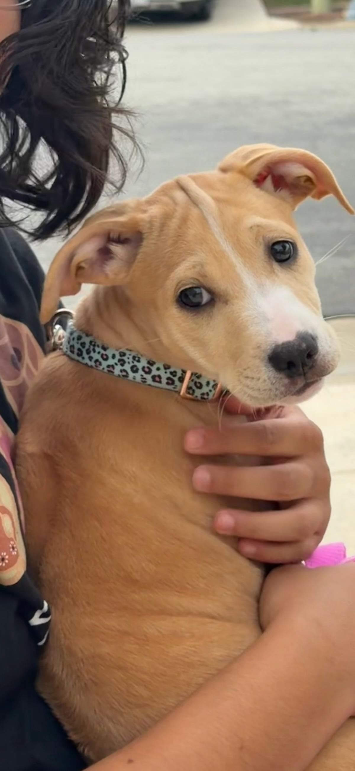 GEMMA, a ADOPTABLE mixed breed in Oroville , CA image 2/3