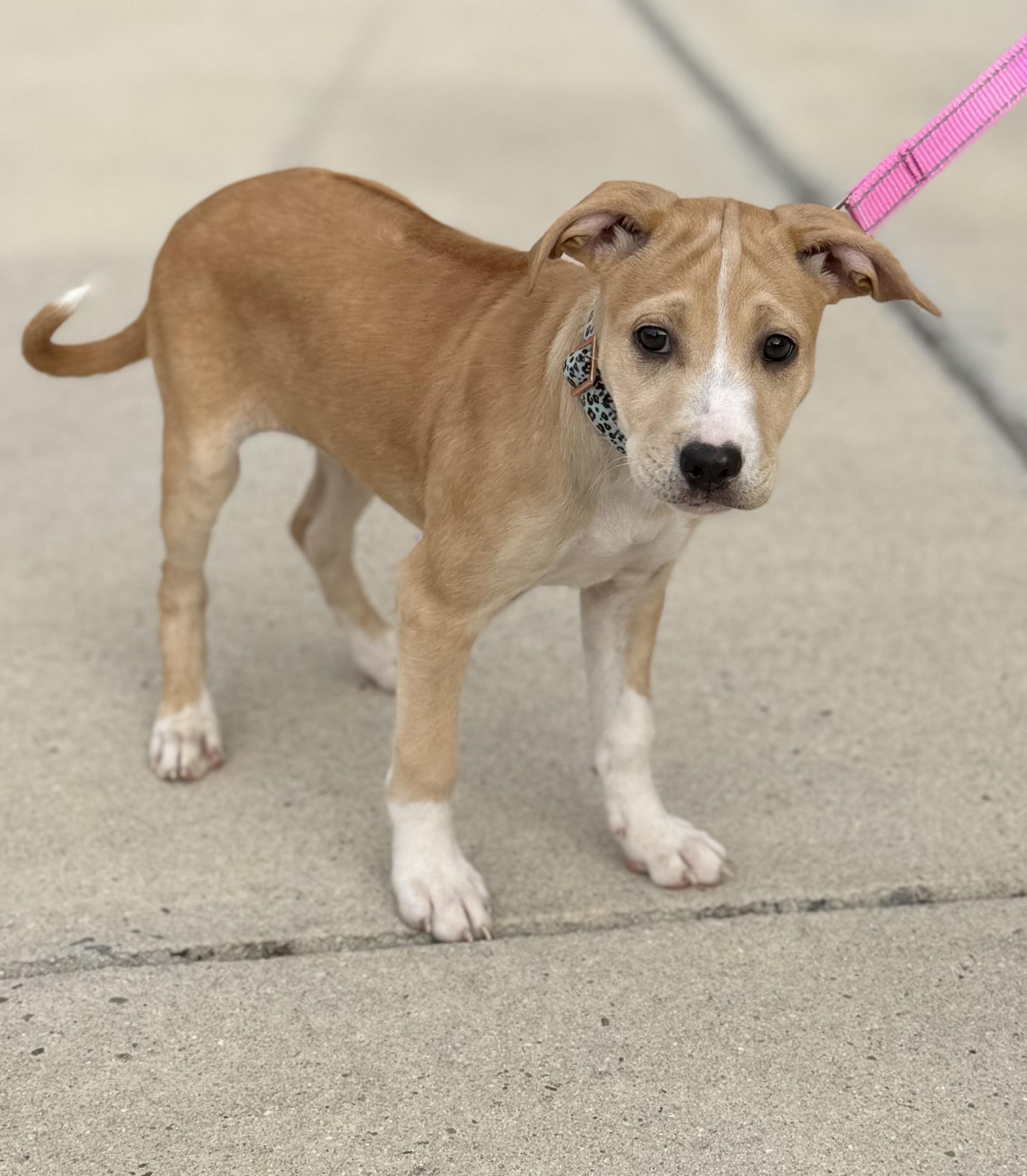 GEMMA, a ADOPTABLE mixed breed in Oroville , CA image 1/3