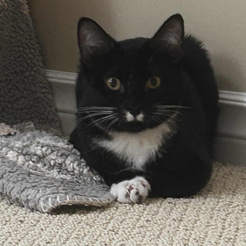 Mistletoe, Adoptable, Kitten Male Domestic Short Hair.