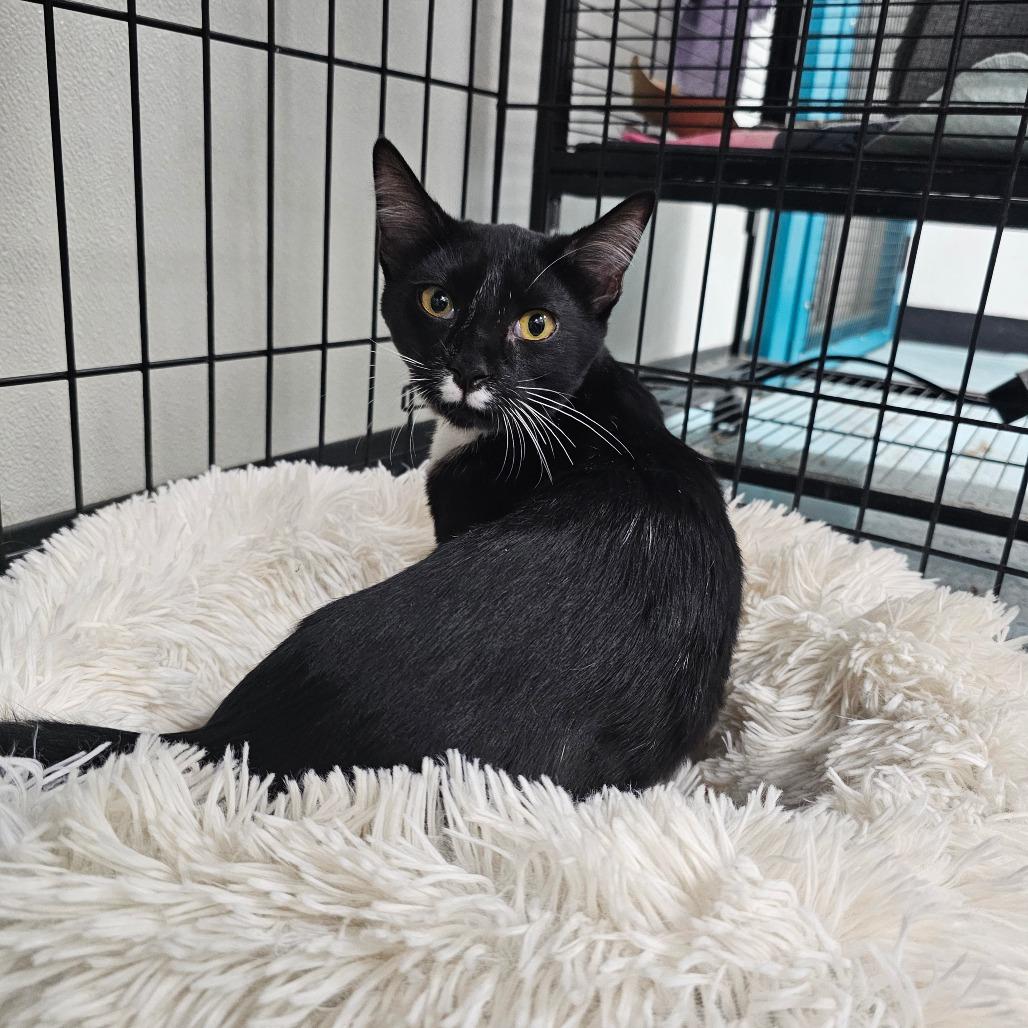 Mistletoe, a Adoptable Domestic Short Hair in Victoria, BC image 2/4