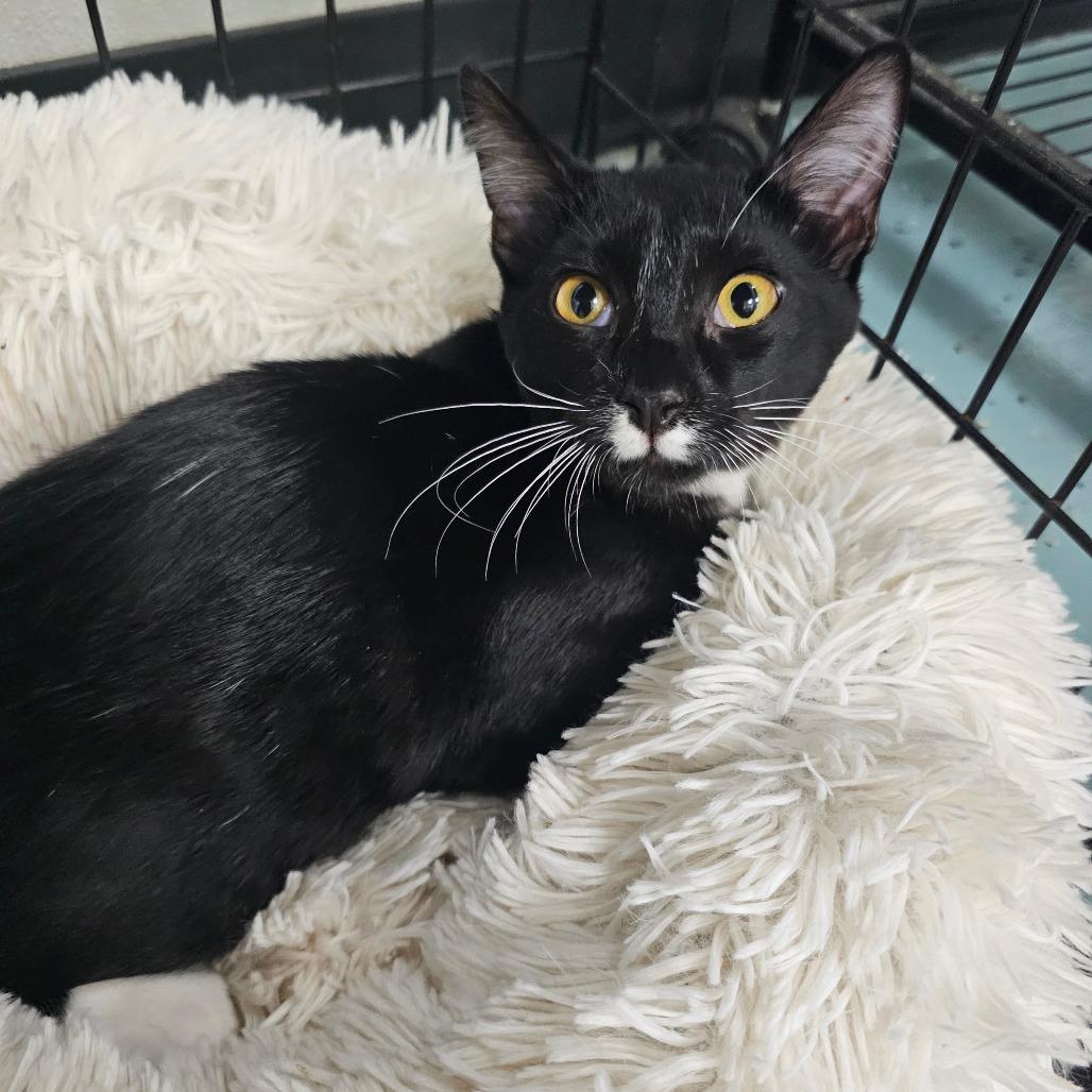 Mistletoe, a Adoptable Domestic Short Hair in Victoria, BC image 3/4