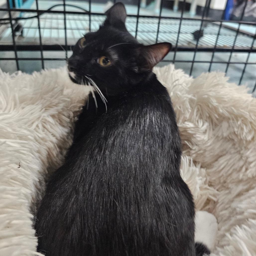 Mistletoe, a Adoptable Domestic Short Hair in Victoria, BC image 4/4