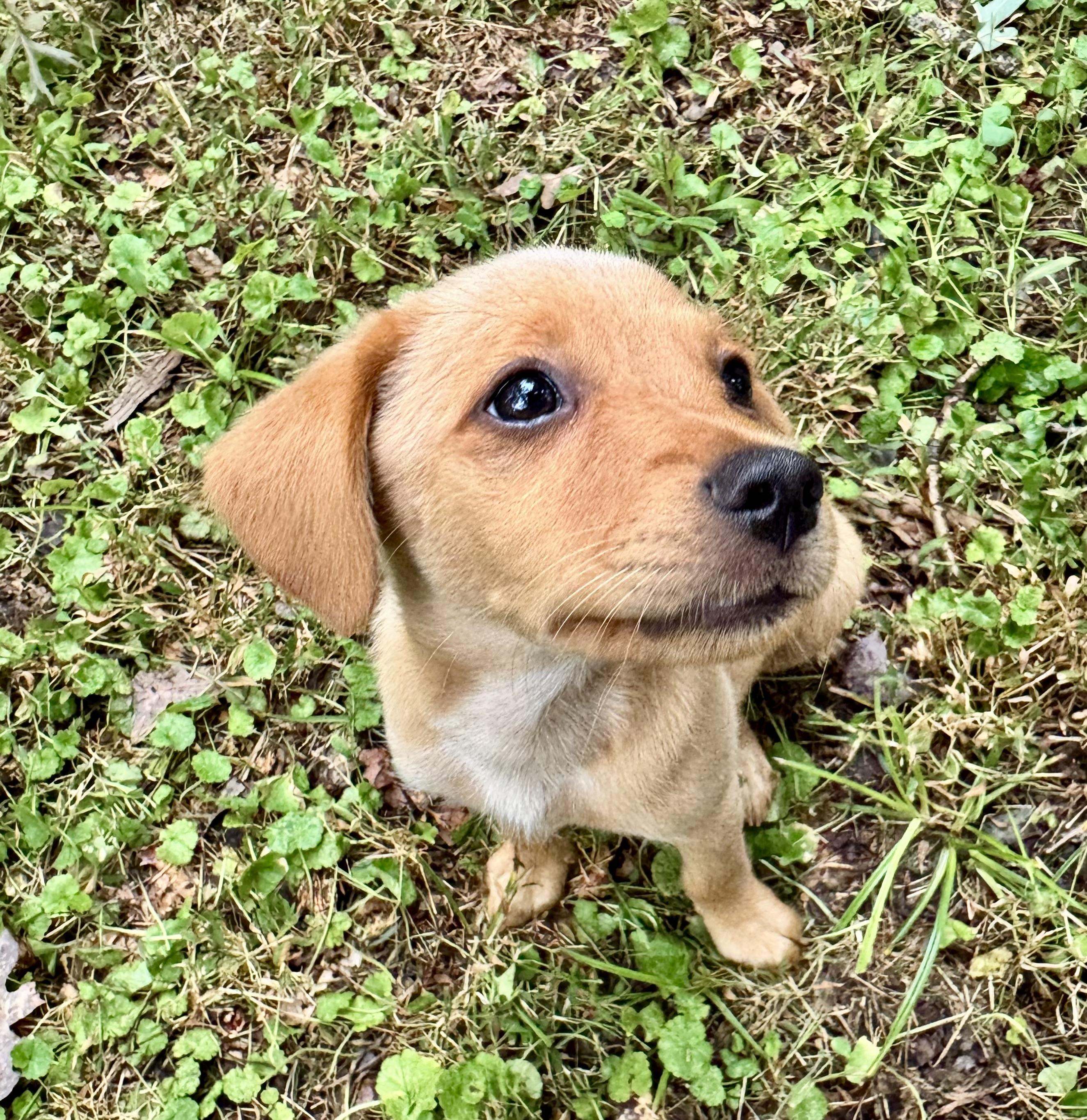 Enlarge Rose, a Adoptable mixed breed in Catharpin, VA image 3/6