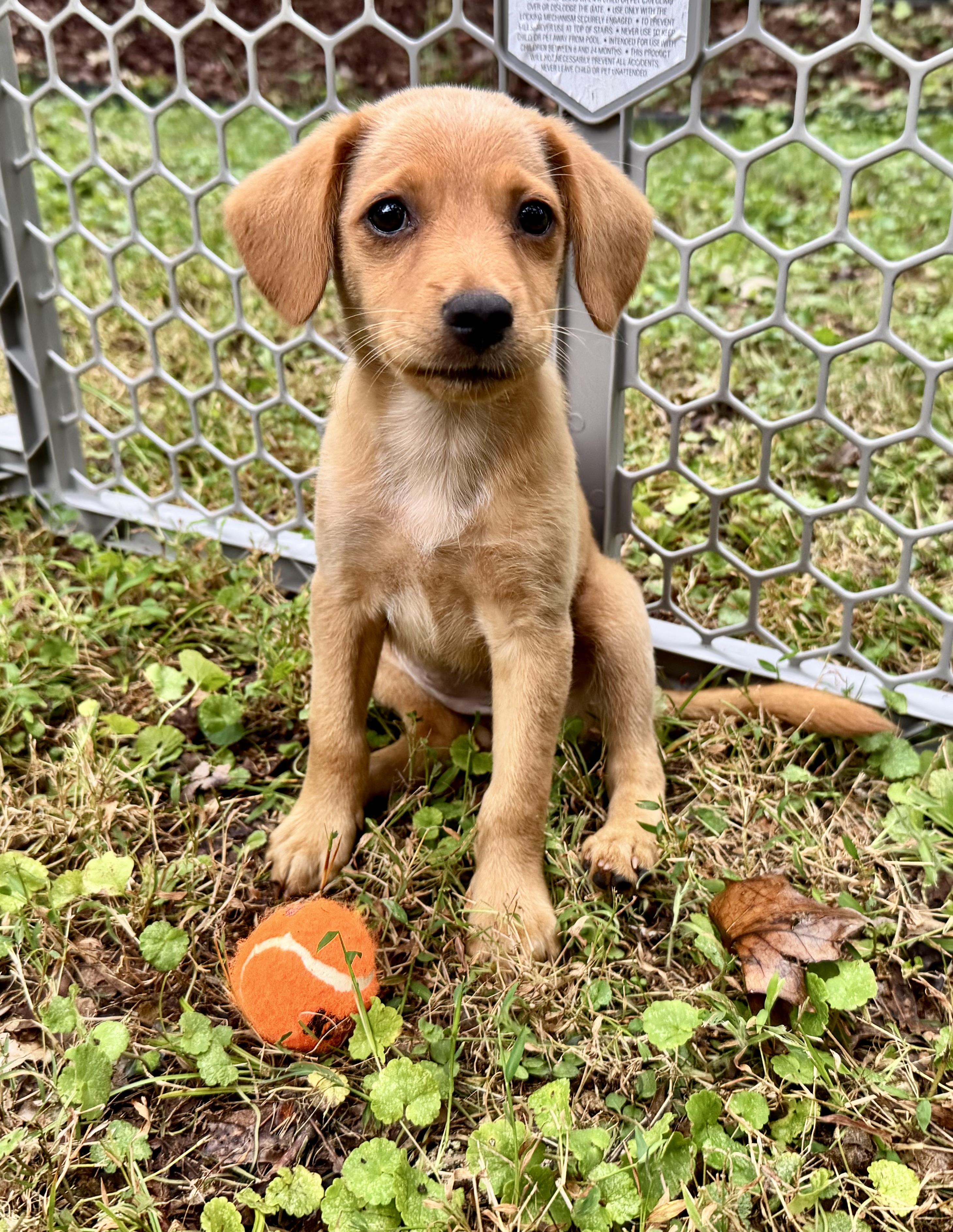 Rose, Adoptable, Puppy Female Retriever & Chihuahua.