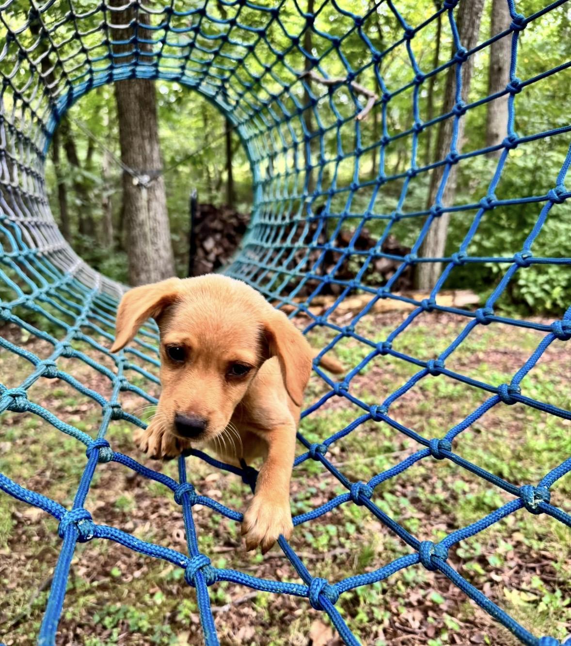 Enlarge Rose, a Adoptable mixed breed in Catharpin, VA image 4/6