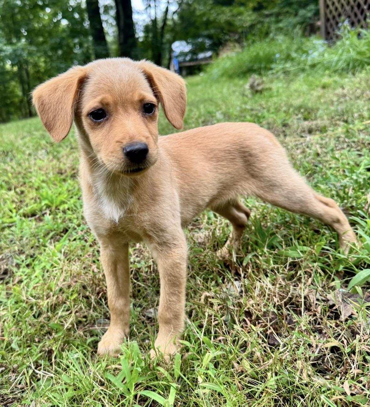 Enlarge Rose, a Adoptable mixed breed in Catharpin, VA image 6/6