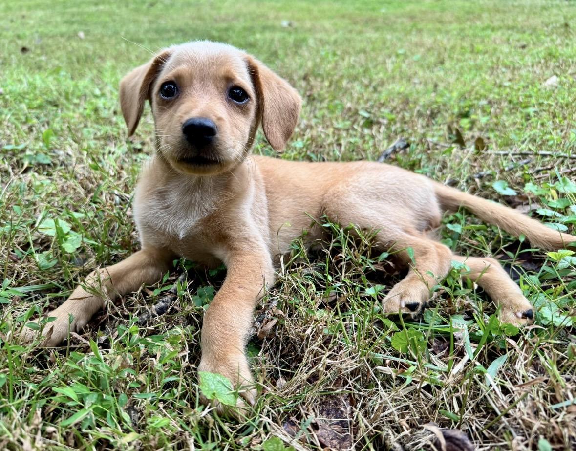 Enlarge Rose, a Adoptable mixed breed in Catharpin, VA image 5/6