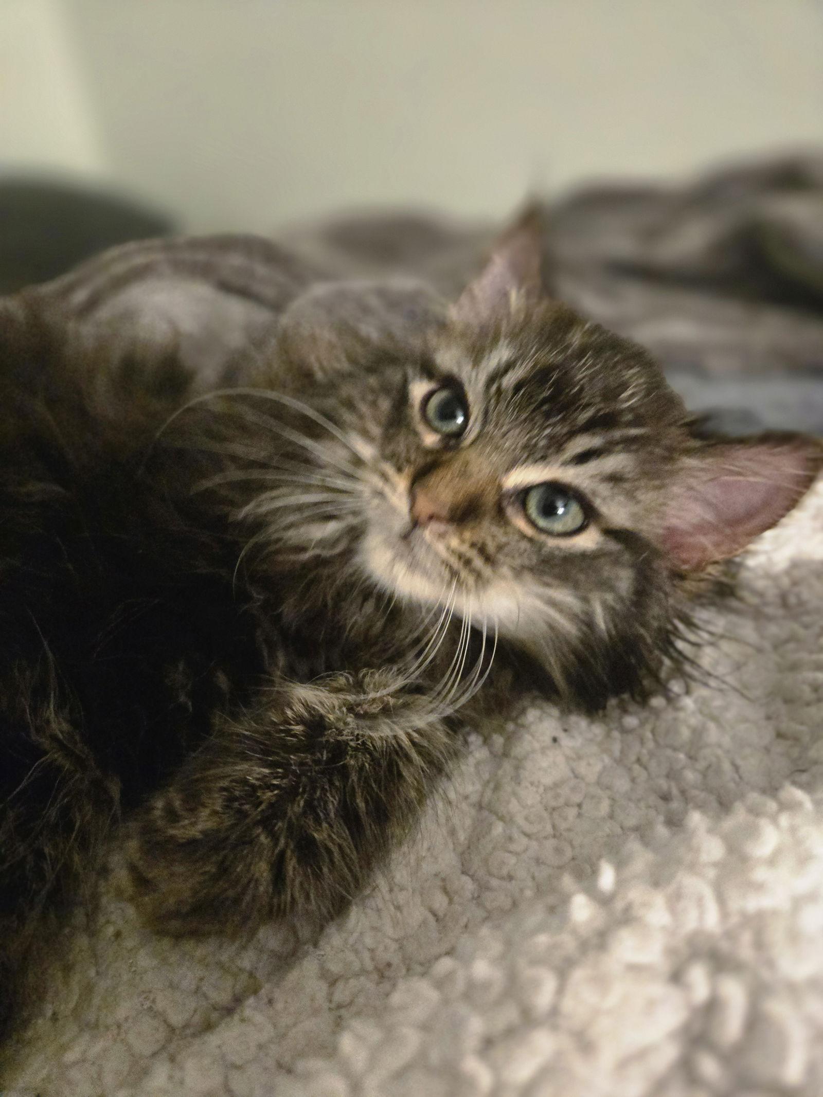 Manuel, Adopted, Kitten Male Domestic Long Hair & Maine Coon.
