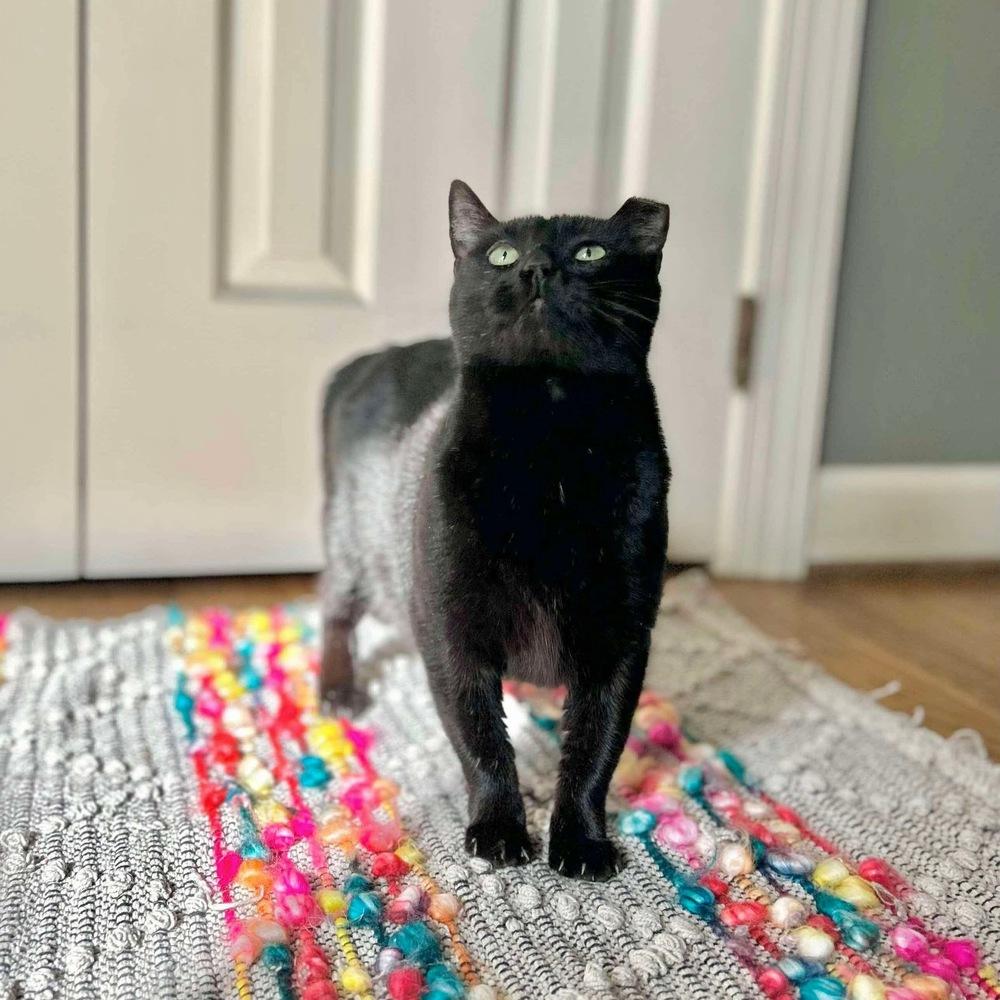 Amelia, Adoptable, Young Female Domestic Short Hair.