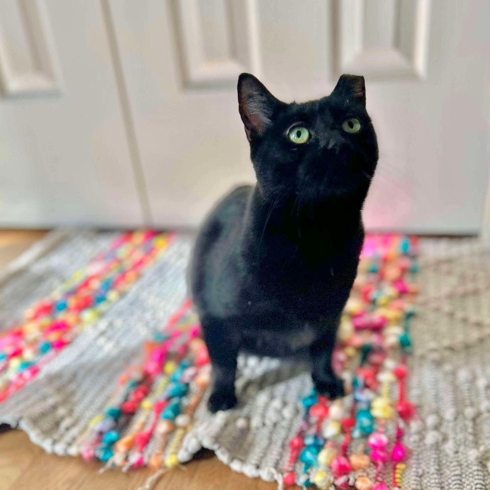 Enlarge Amelia, a Adoptable Domestic Short Hair in Raleigh, NC image 2/6