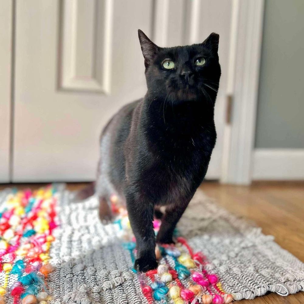 Enlarge Amelia, a Adoptable Domestic Short Hair in Raleigh, NC image 3/6