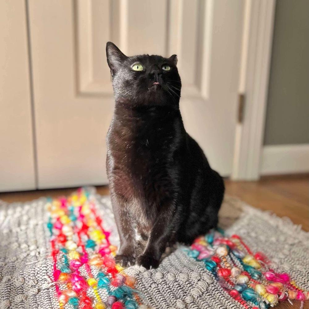 Enlarge Amelia, a Adoptable Domestic Short Hair in Raleigh, NC image 4/6