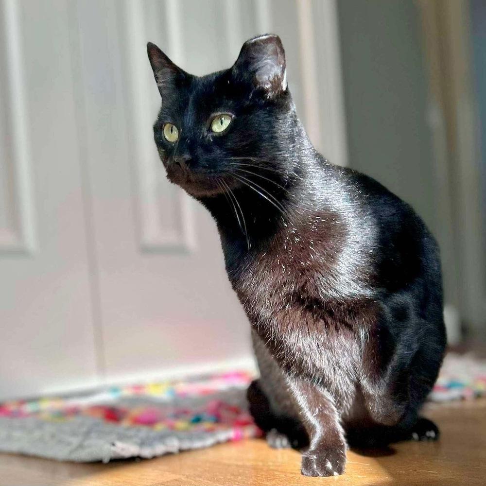 Enlarge Amelia, a Adoptable Domestic Short Hair in Raleigh, NC image 5/6