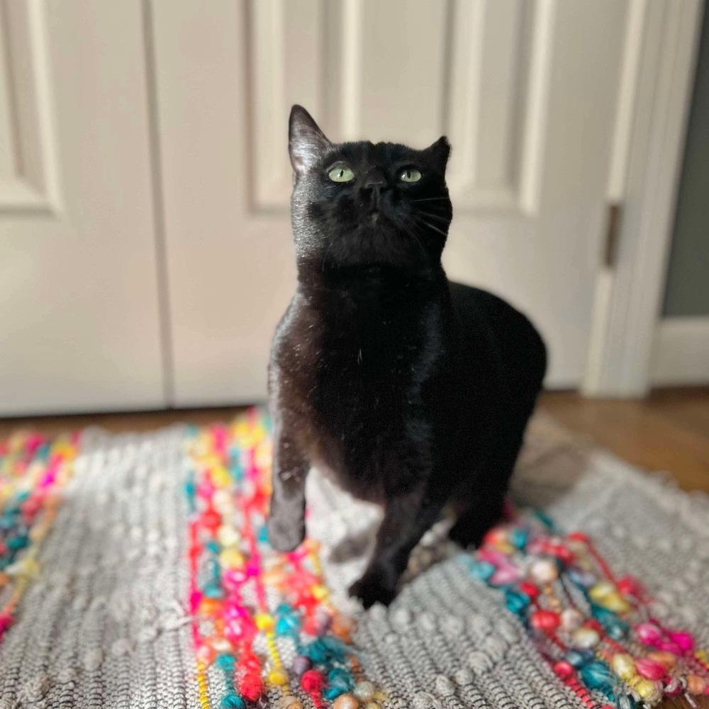 Enlarge Amelia, a Adoptable Domestic Short Hair in Raleigh, NC image 6/6