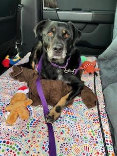 Dani (female), a Adoptable Shepherd in San Diego, CA image 1/3