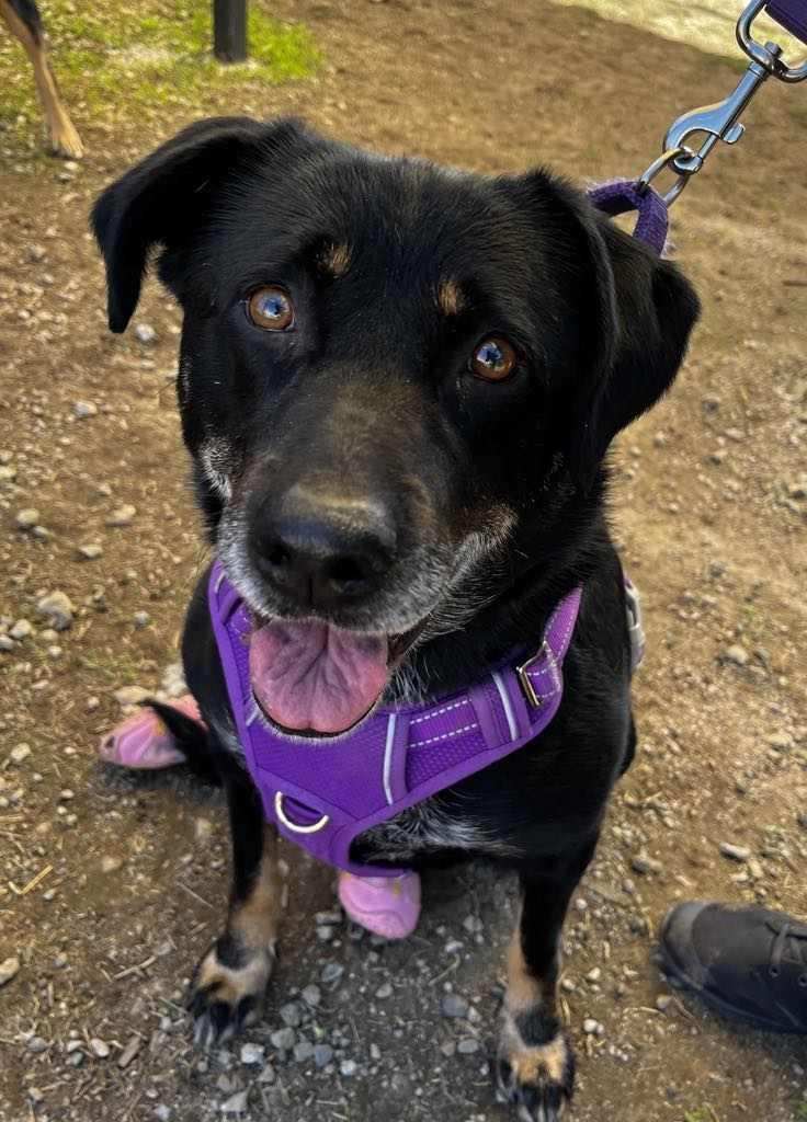 Dani (female), a Adoptable Shepherd in San Diego, CA image 2/3