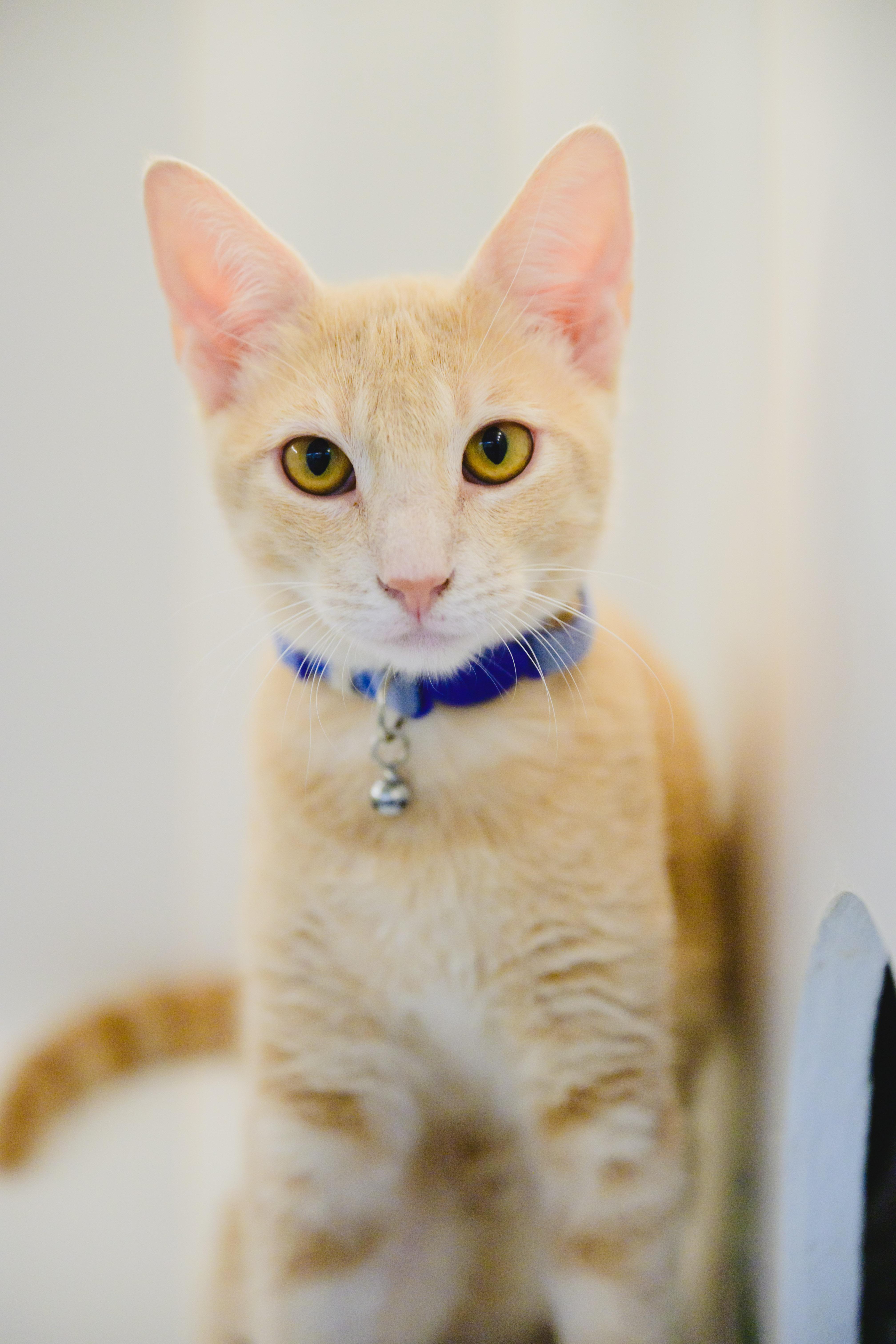 Enlarge Clifford, a Adoptable Domestic Short Hair in Honolulu, HI image 1/5