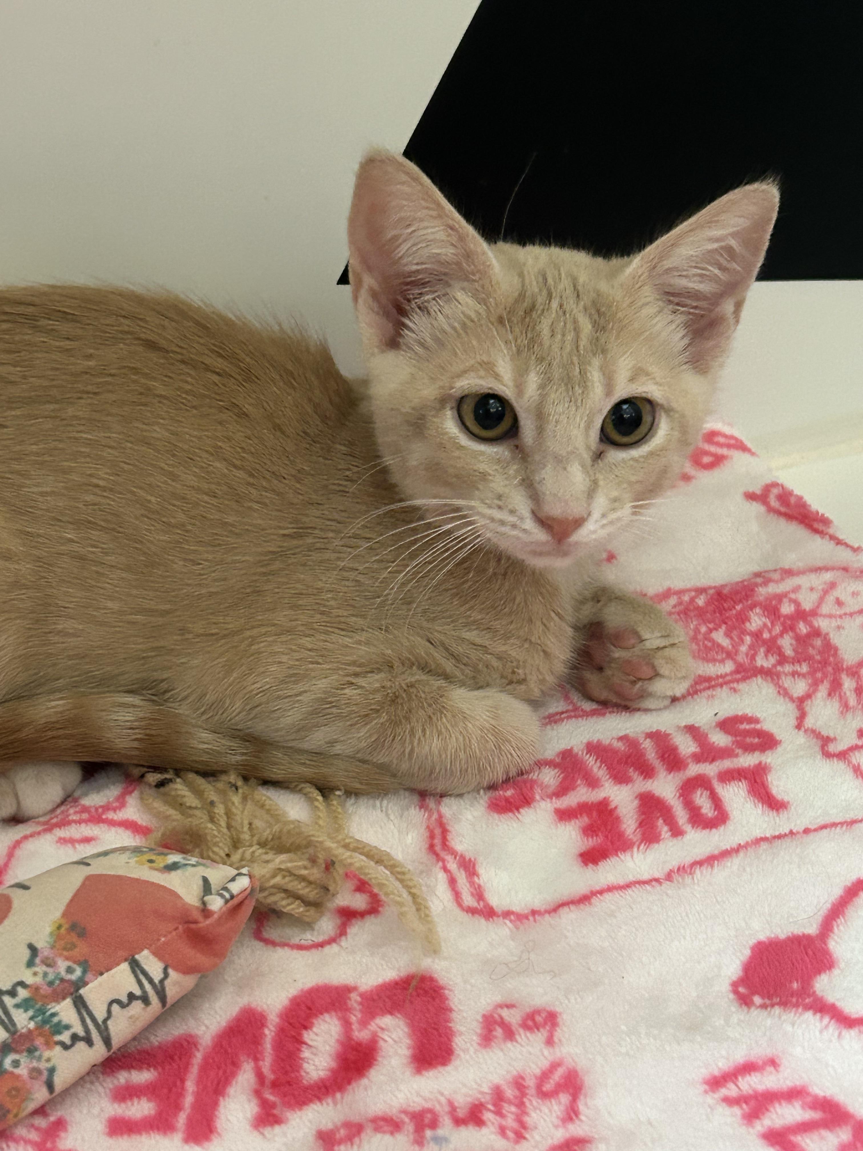 Enlarge Clifford, a Adoptable Domestic Short Hair in Honolulu, HI image 2/5