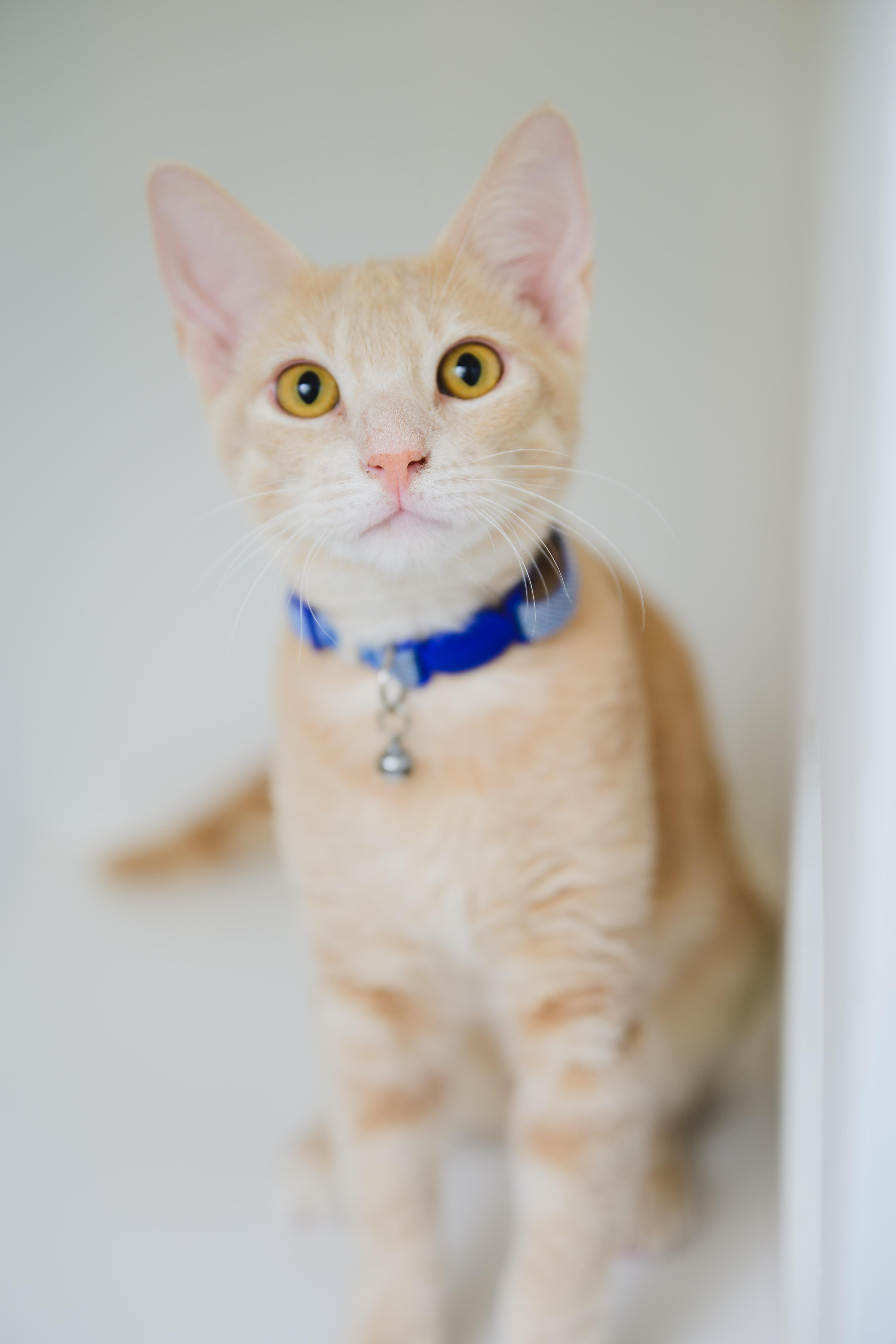 Enlarge Clifford, a Adoptable Domestic Short Hair in Honolulu, HI image 3/5