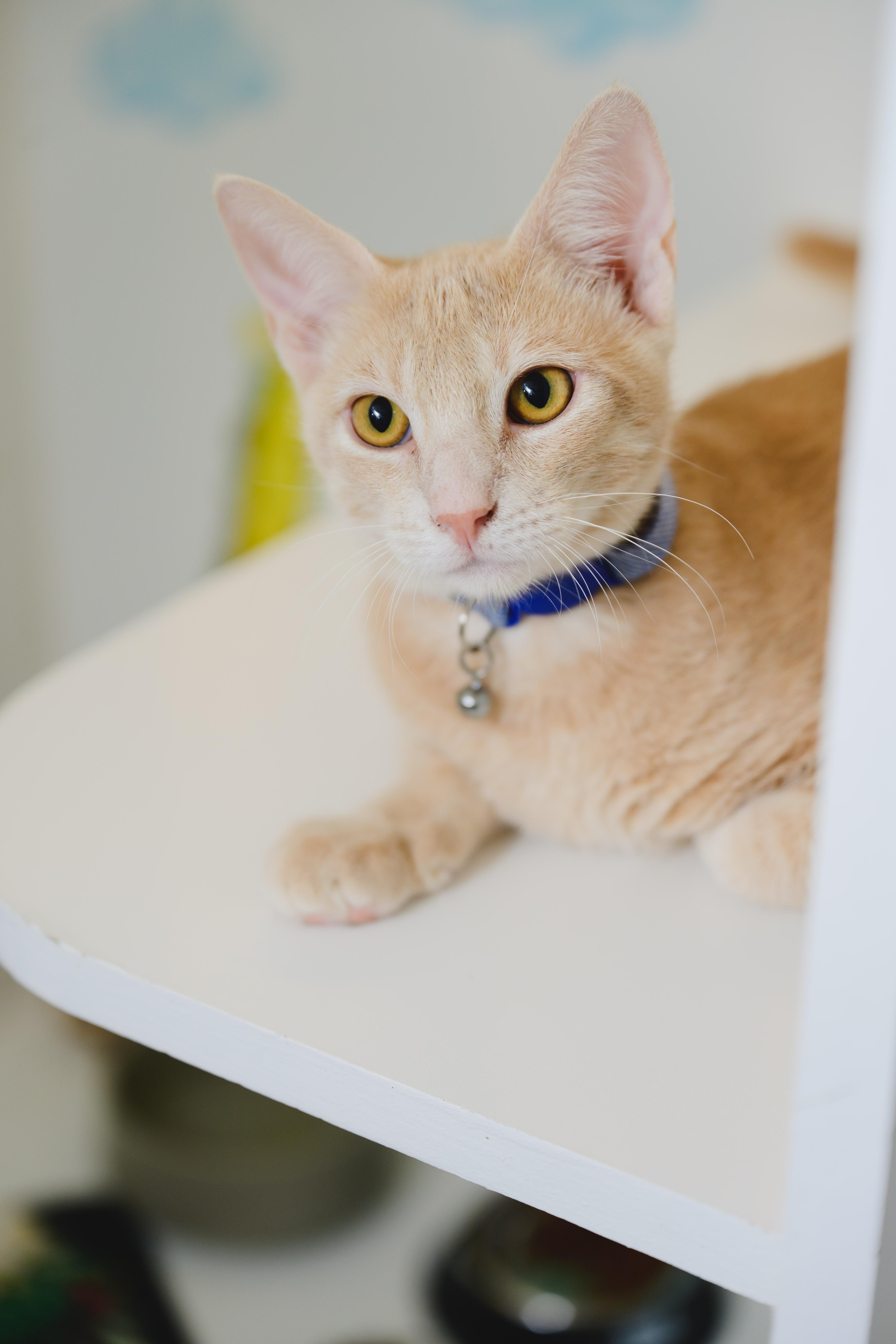 Enlarge Clifford, a Adoptable Domestic Short Hair in Honolulu, HI image 4/5
