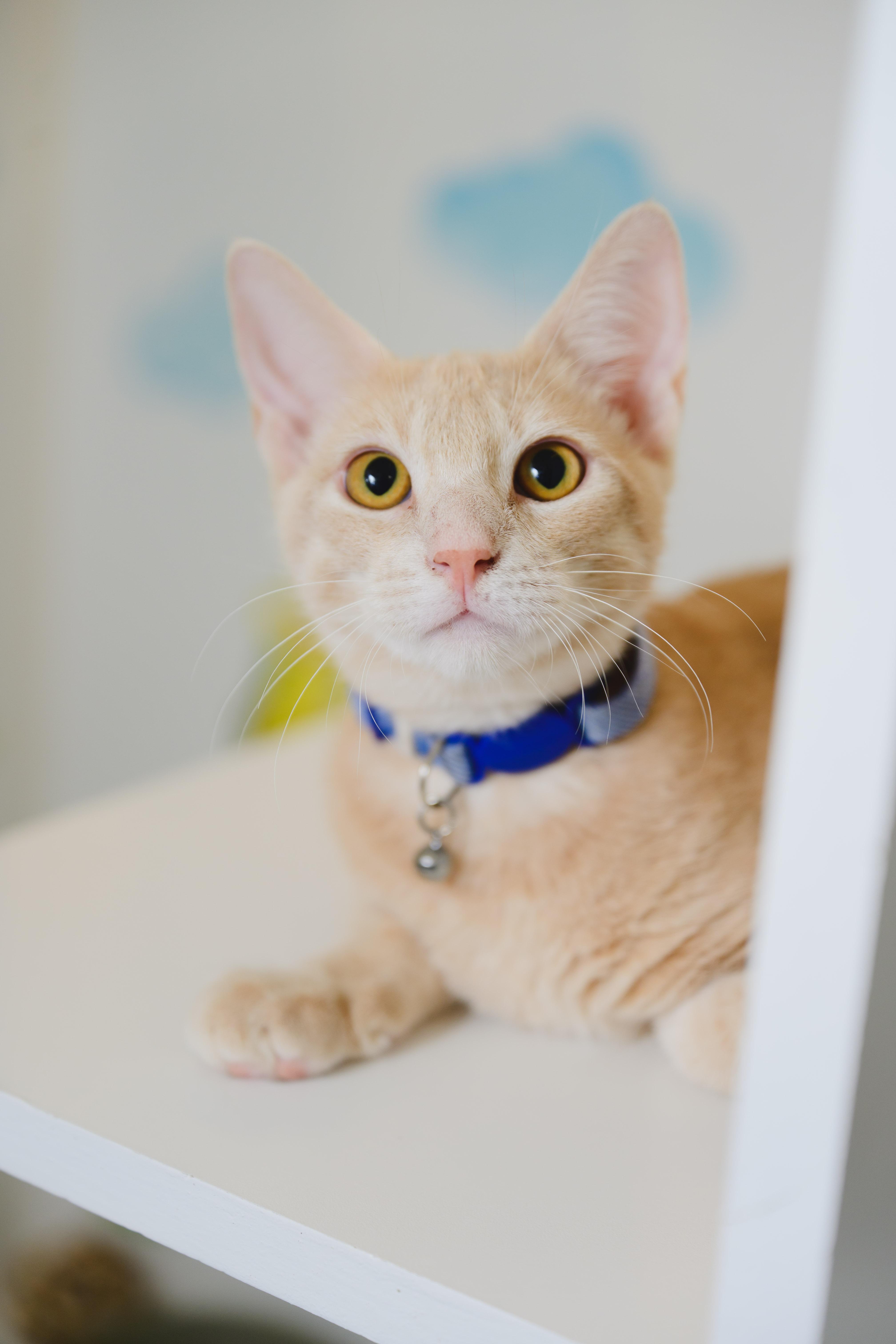 Enlarge Clifford, a Adoptable Domestic Short Hair in Honolulu, HI image 5/5