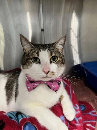 Jupiter, Adoptable, Adult Female Domestic Short Hair & Domestic Short Hair.