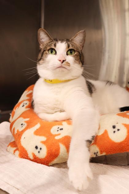 Jupiter, a Adoptable mixed breed in Sanford, FL image 2/3