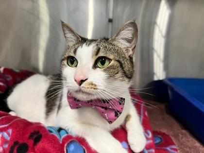 Jupiter, a Adoptable mixed breed in Sanford, FL image 3/3