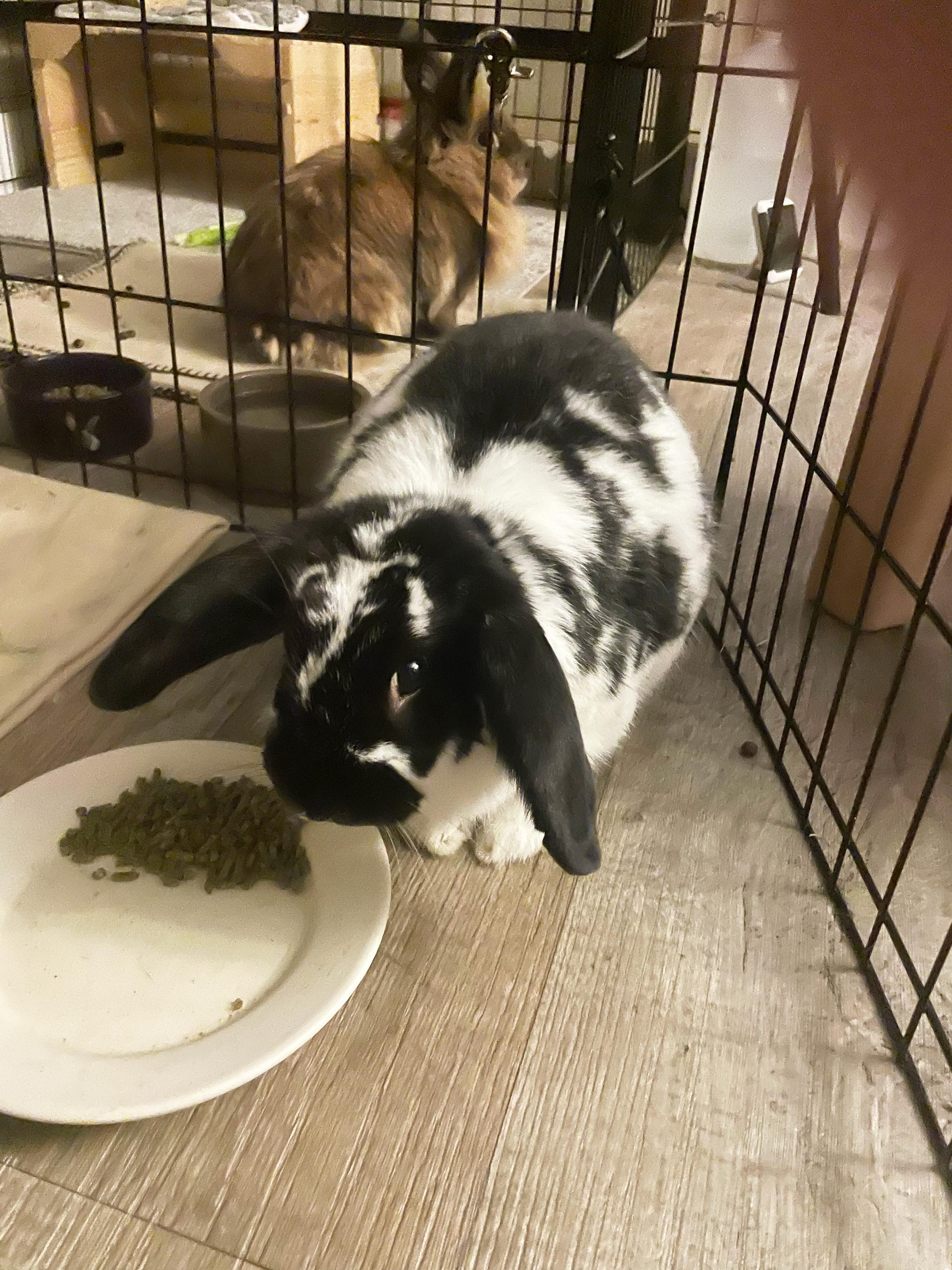 Enlarge Remy, a Adopted Lop Eared in New City, NY image 4/6