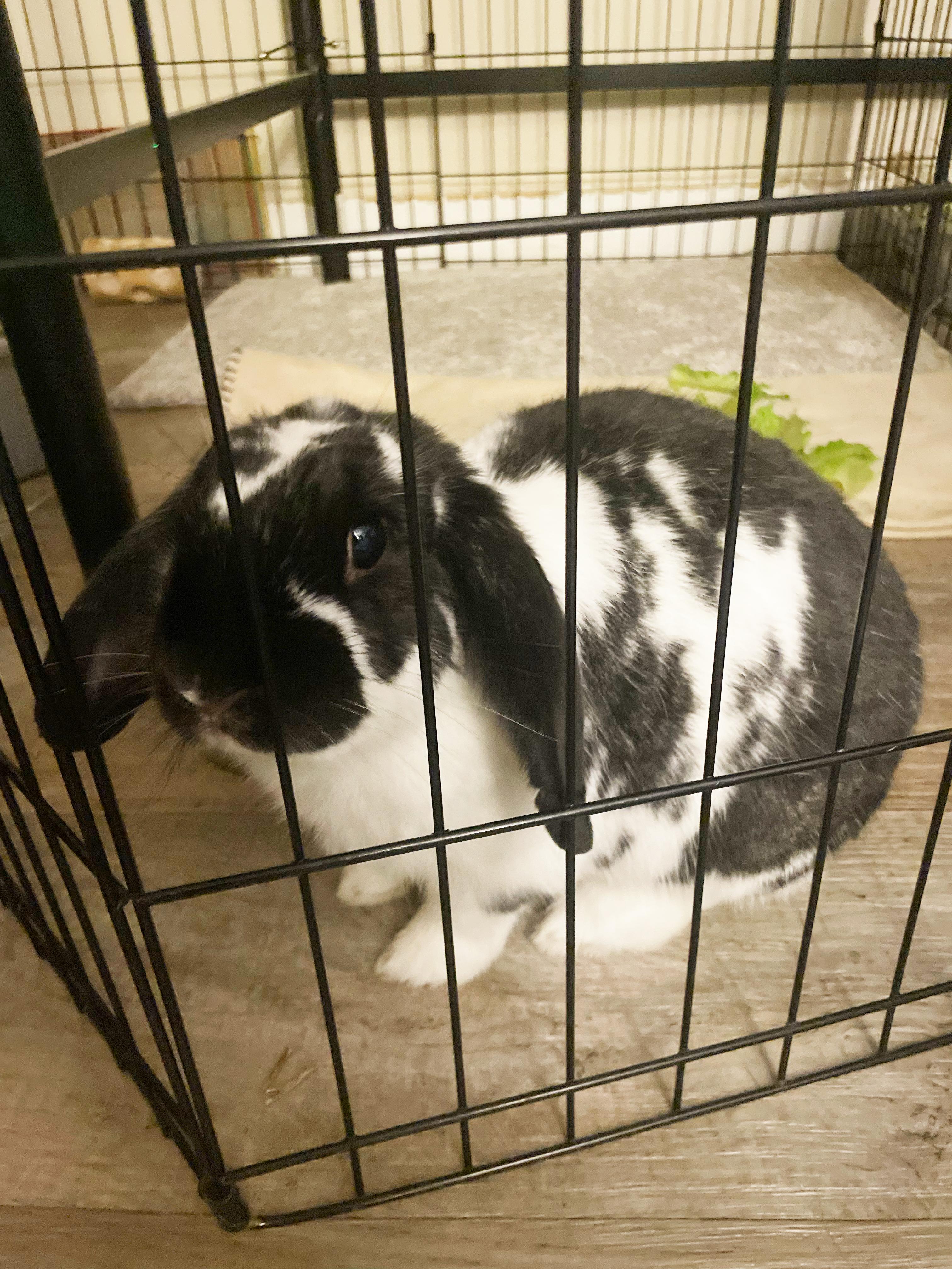 Enlarge Remy, a Adopted Lop Eared in New City, NY image 5/6